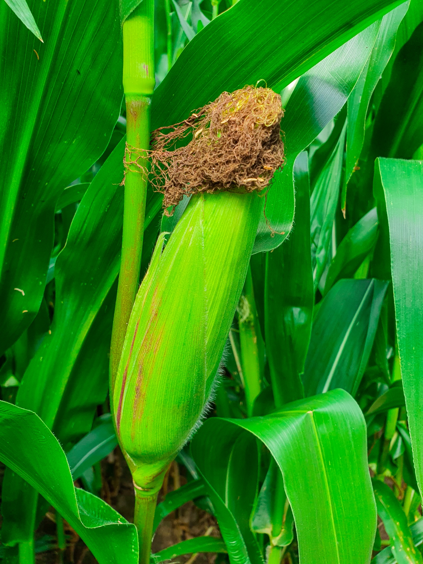 Growing Corn Cob