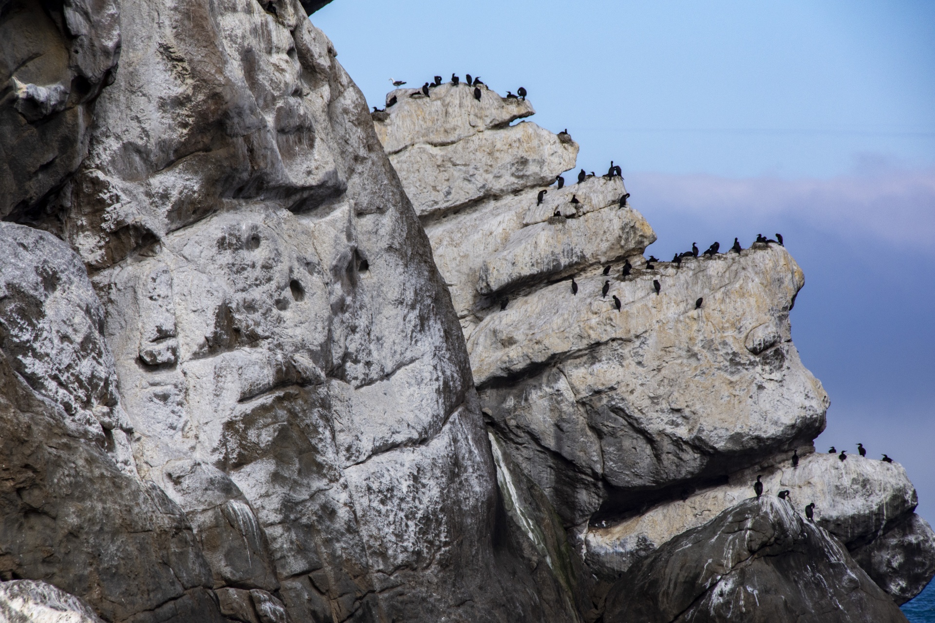 flocks of cormorant black birds on ocean rocks