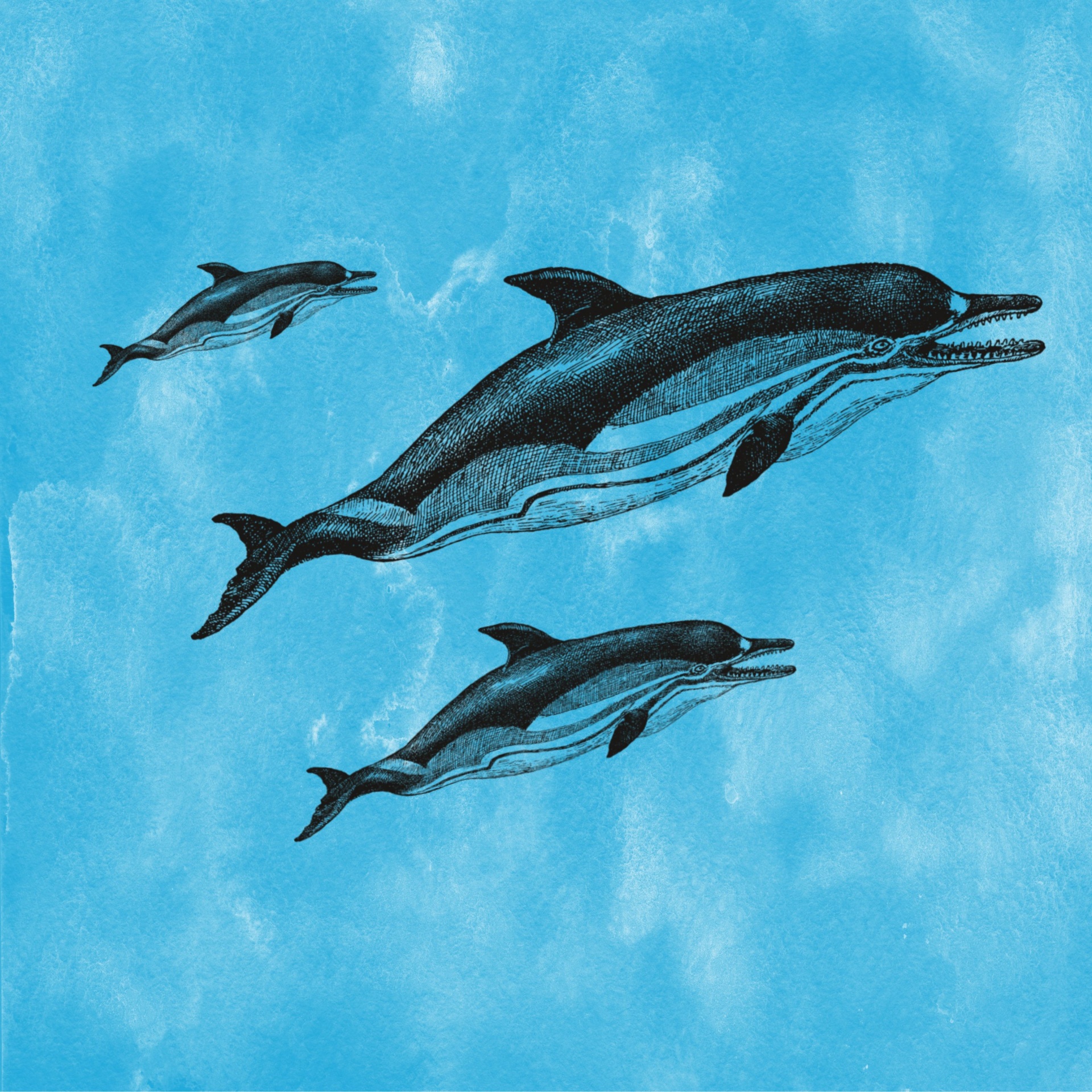 Vintage Dolphins Illustration