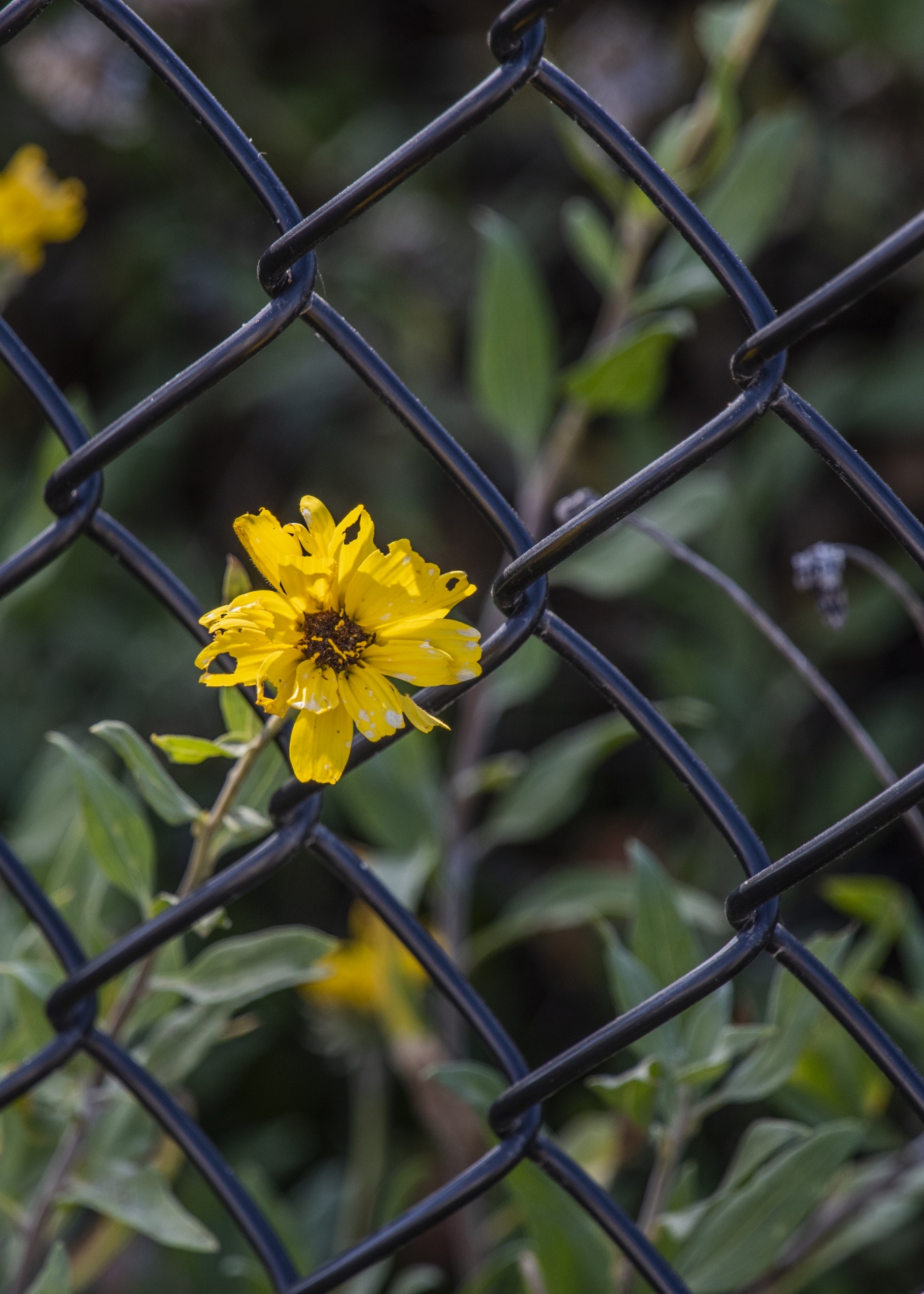 Yellow Daisy Flower Chain Fence