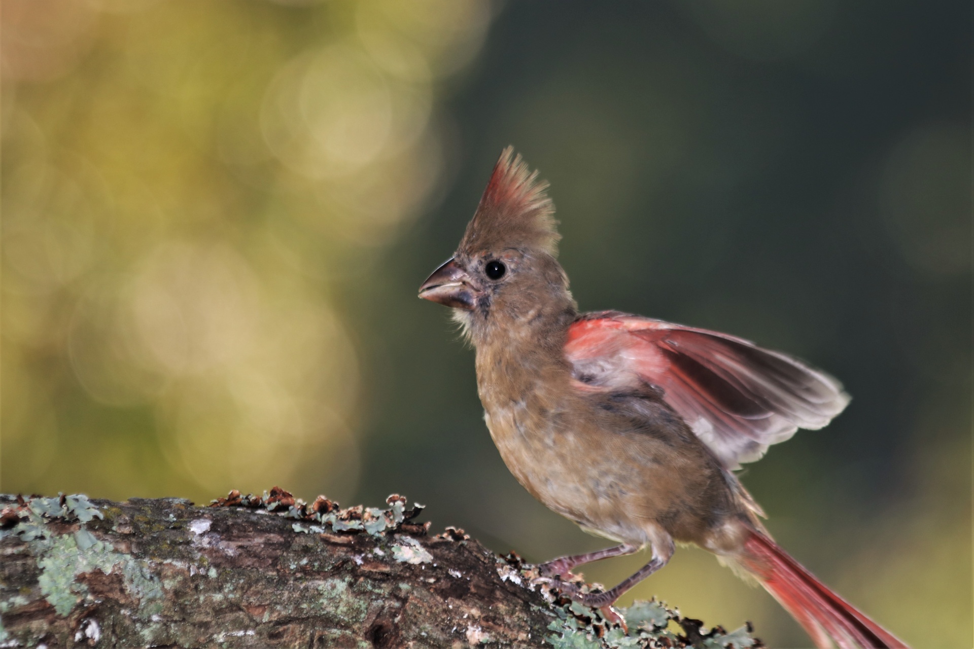 Close-up of a juvenile female cardinal bird, with wings spread, taking off from a tree branch.