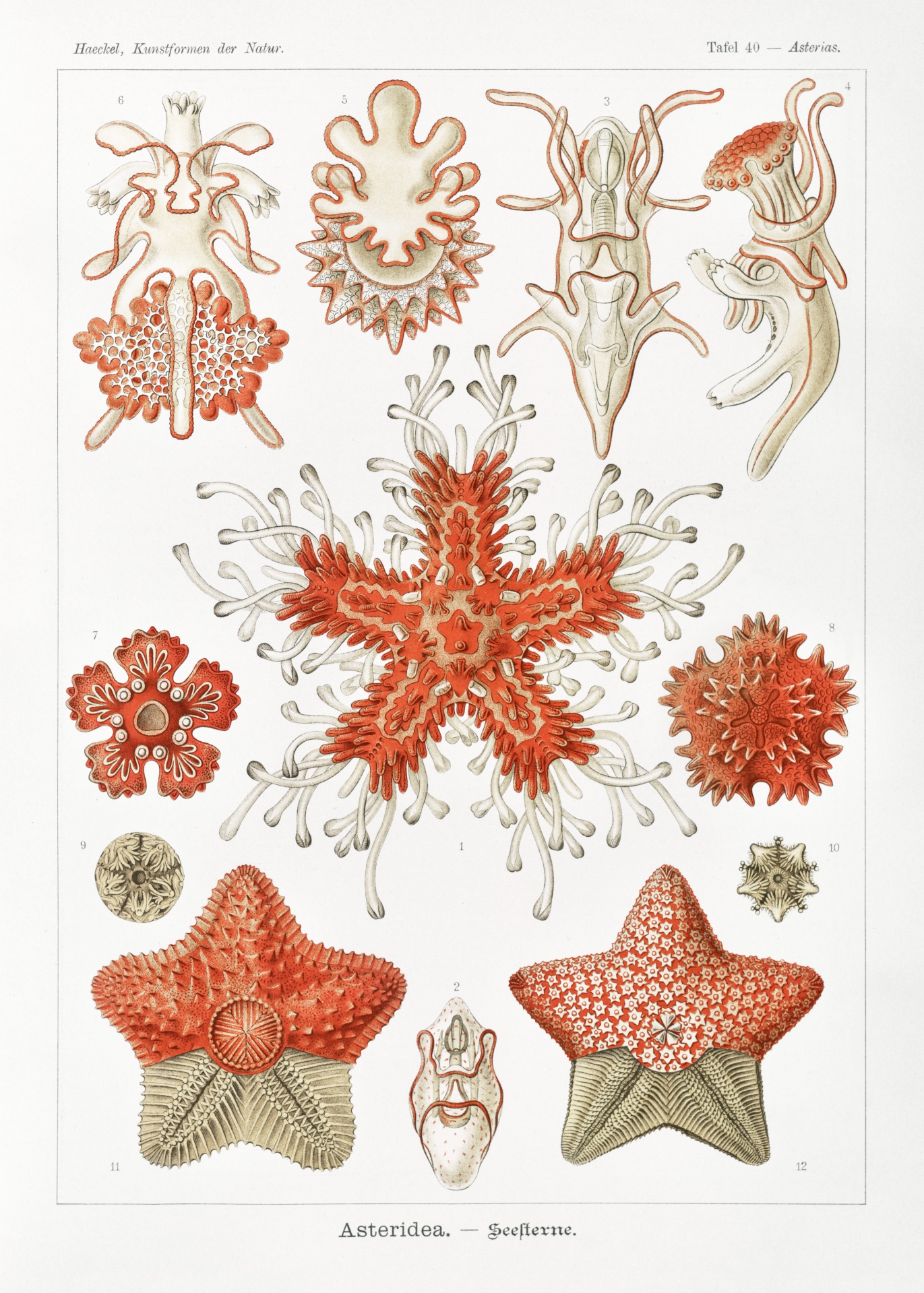 Coral reef starfish vintage art mollusks jellyfish coral old antique 1900 century vintage illustration painted blackboard graphic poster print design colorful colorful nature animals lake sea deep sea ocean beach water