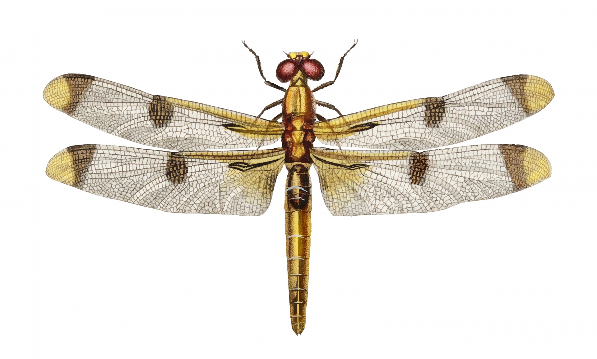 Dragonfly Gold Art Vintage