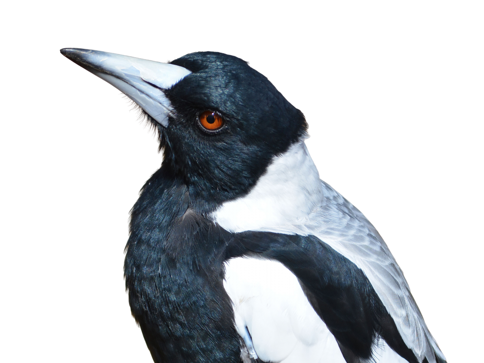 Magpie On Transparent Background