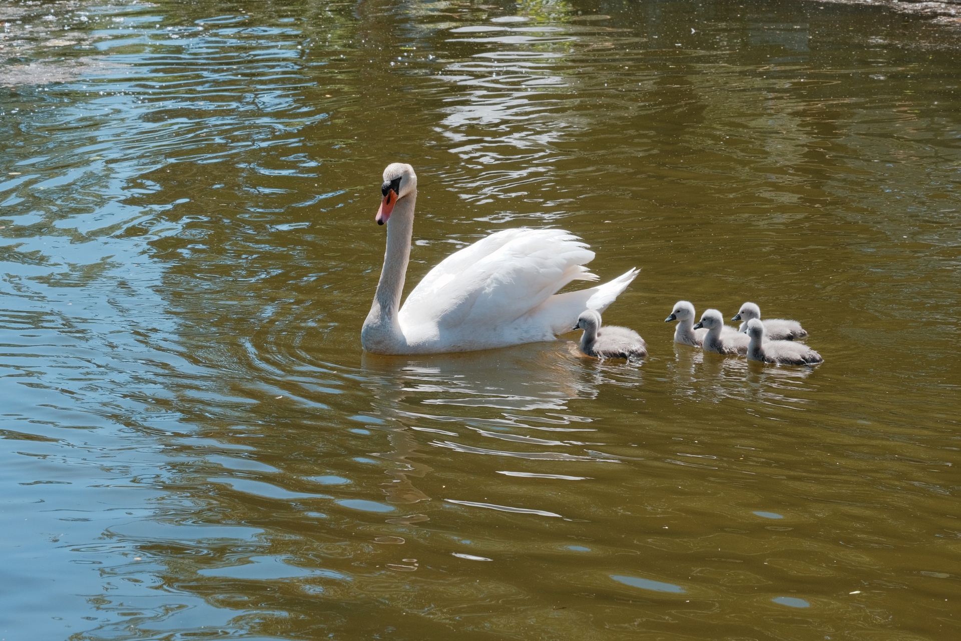Mother Swan With Her Chicks