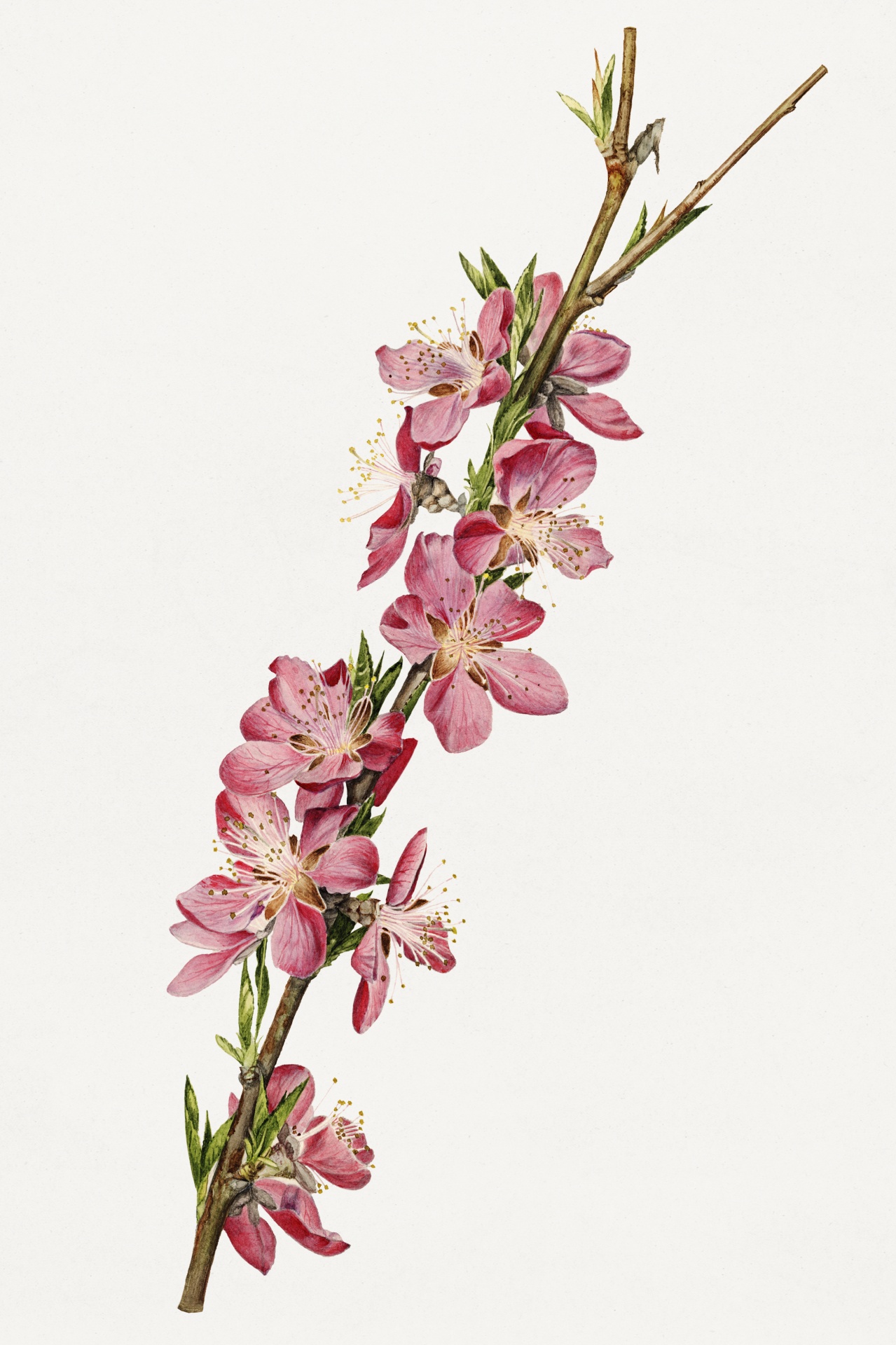 Almond Blossom Cherry Blossom Branch Art