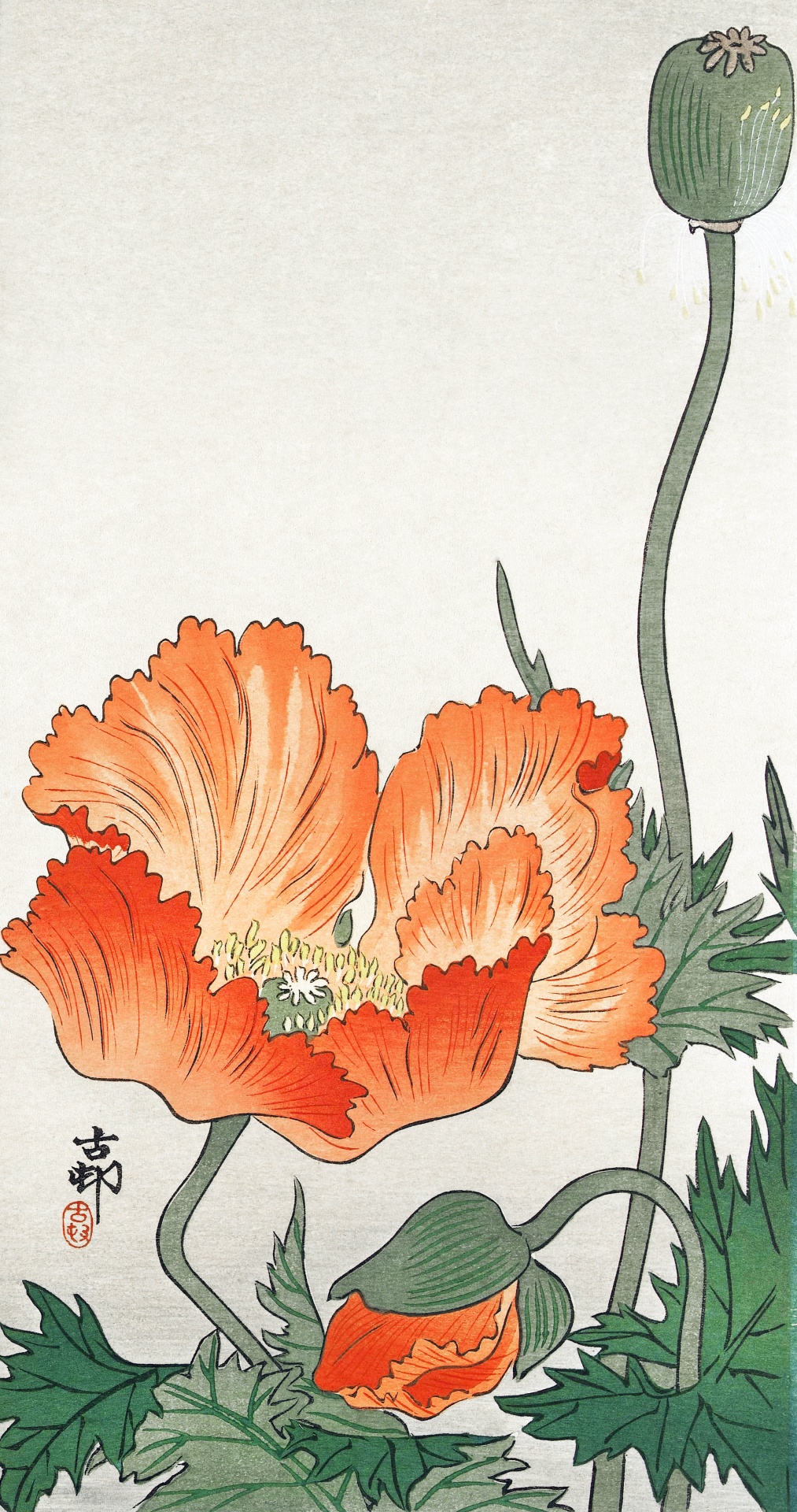 Poppy Blossom Art Vintage Japan China Chinese Japanese Nature Publik Domain 18th 19th Century Vintage 1900 Old Antique Illustration Painted Painting Poster Print