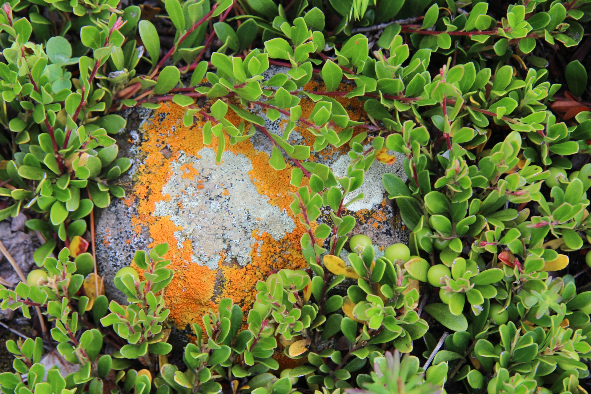 Moss Lichen On A Rock