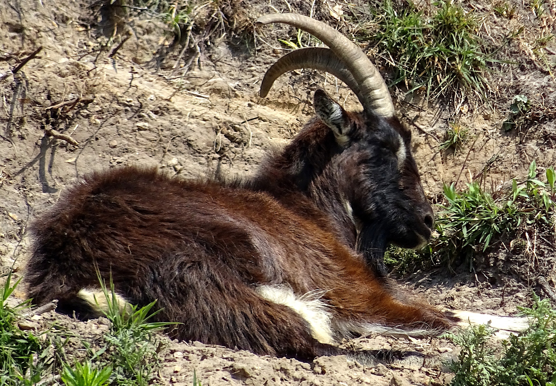 Mountain Goat Resting