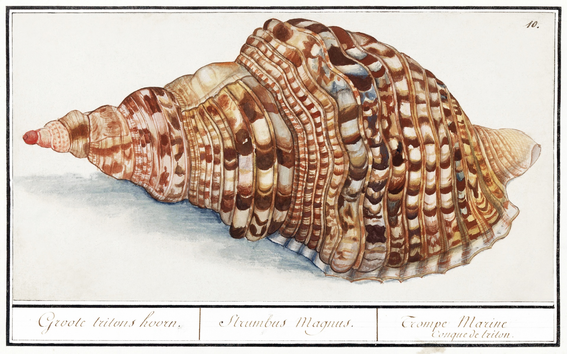 Shell Snail Vintage Art