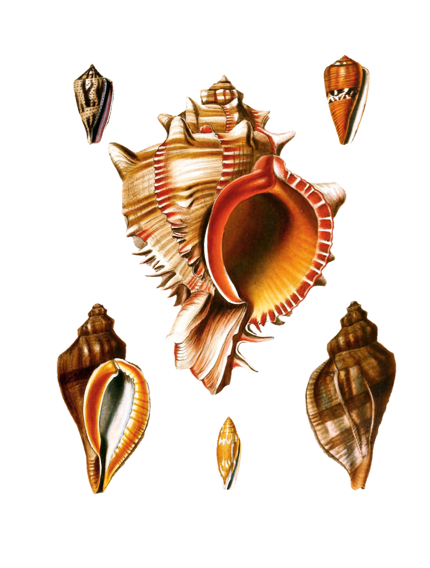 Seashell Snail Vintage Maritime