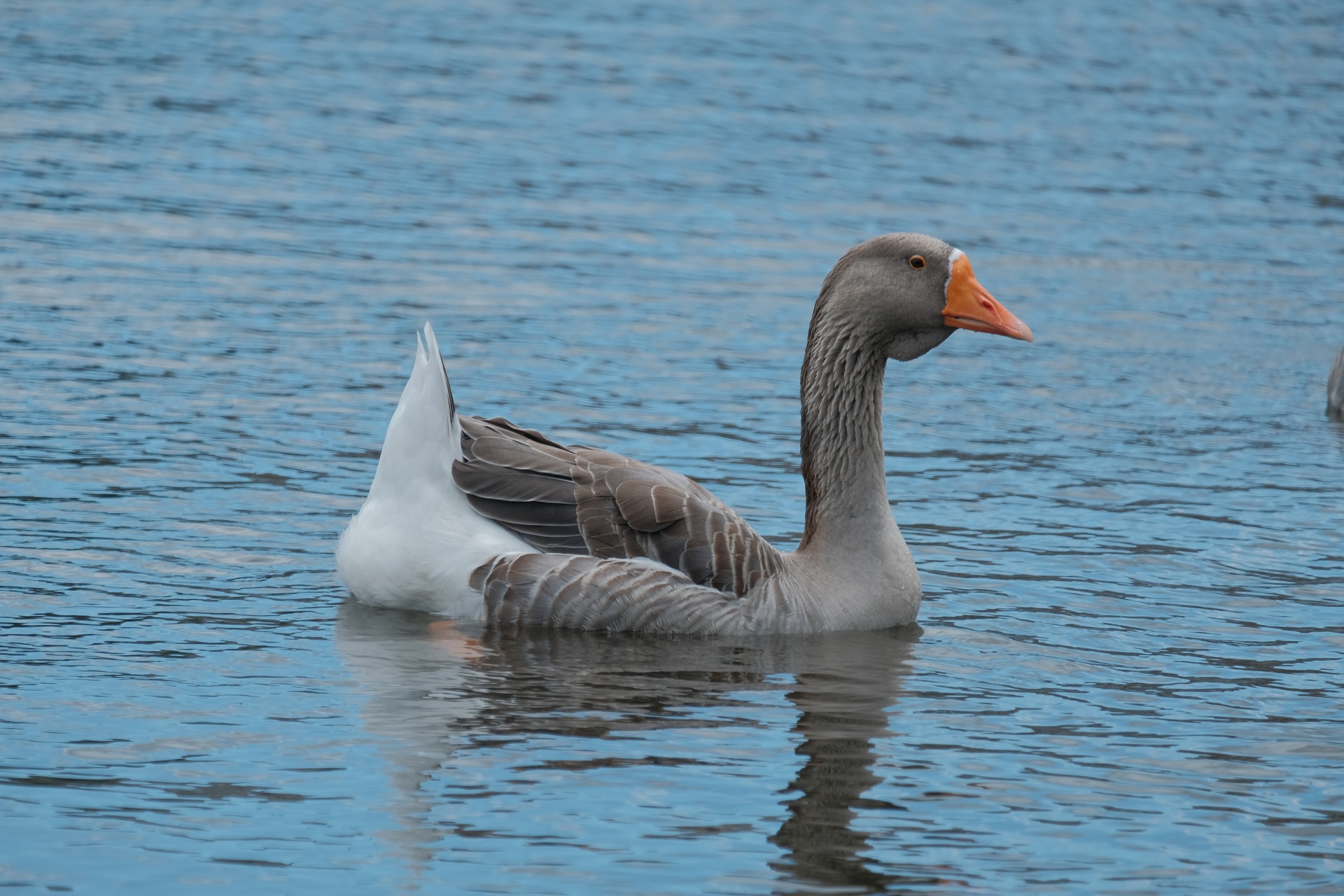 Lonely Goose On The Water