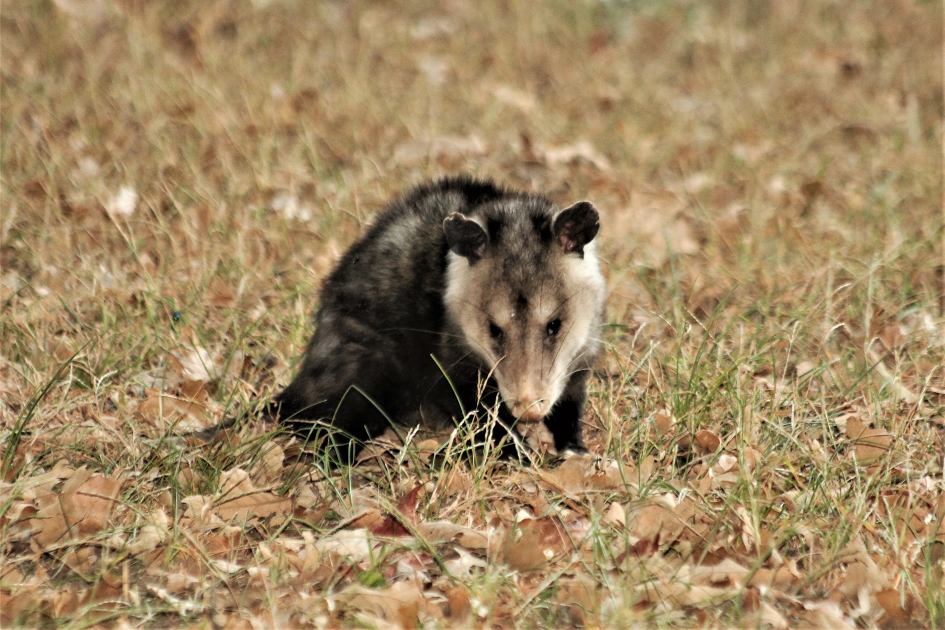 Close-up of an opossum sitting in grass, looking at the camera.