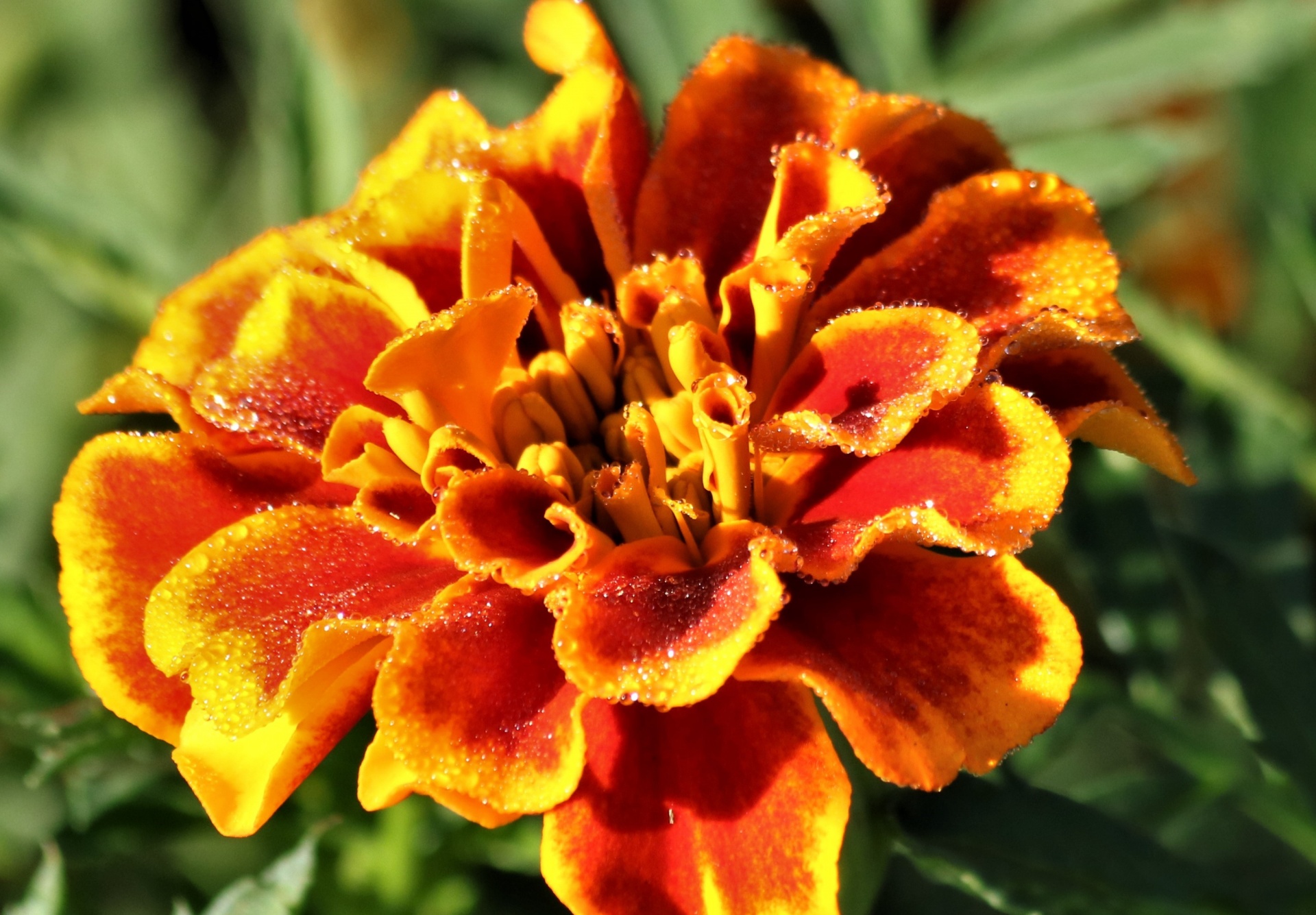 Orange Marigold And Dew Close-up