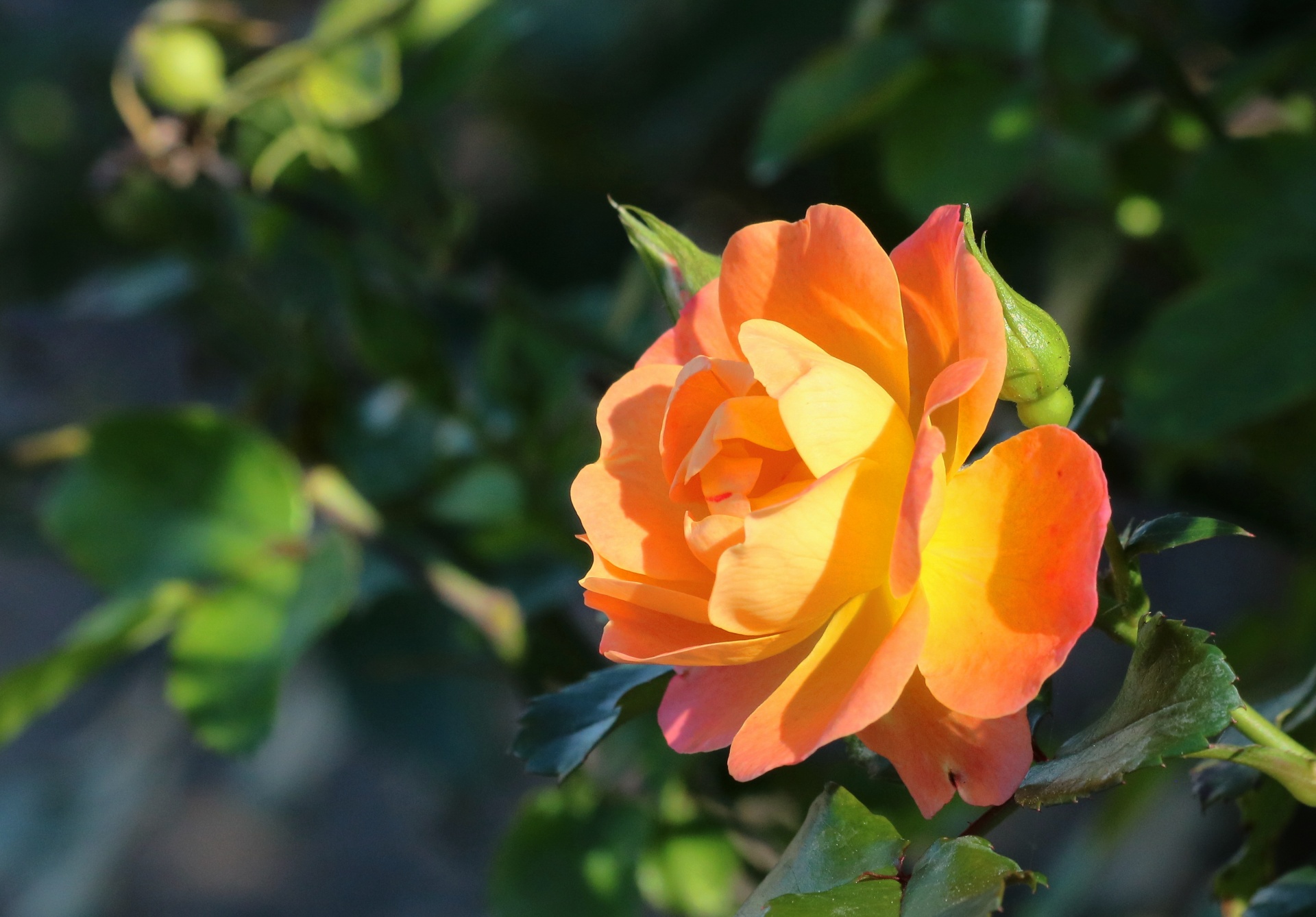 Peach Colored Rose Profile