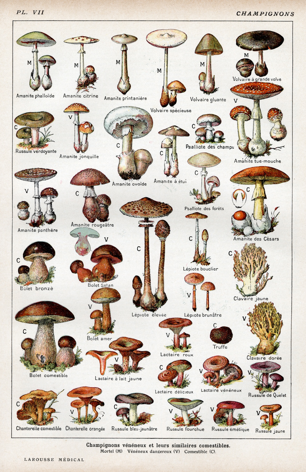 Mushrooms mushroom autumn vintage old 1900 century art hand painted antique art deco decorative illustration art nouvelle nouvelle colorful colorful watercolor artistic clipart retro antique graphic design vector