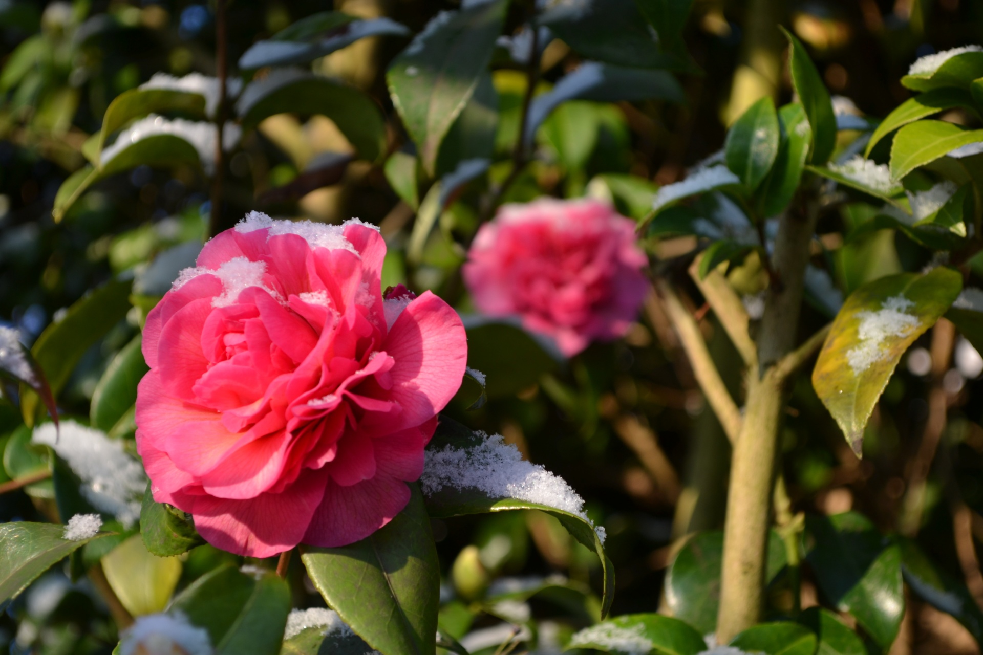 Pink Rose In Snow