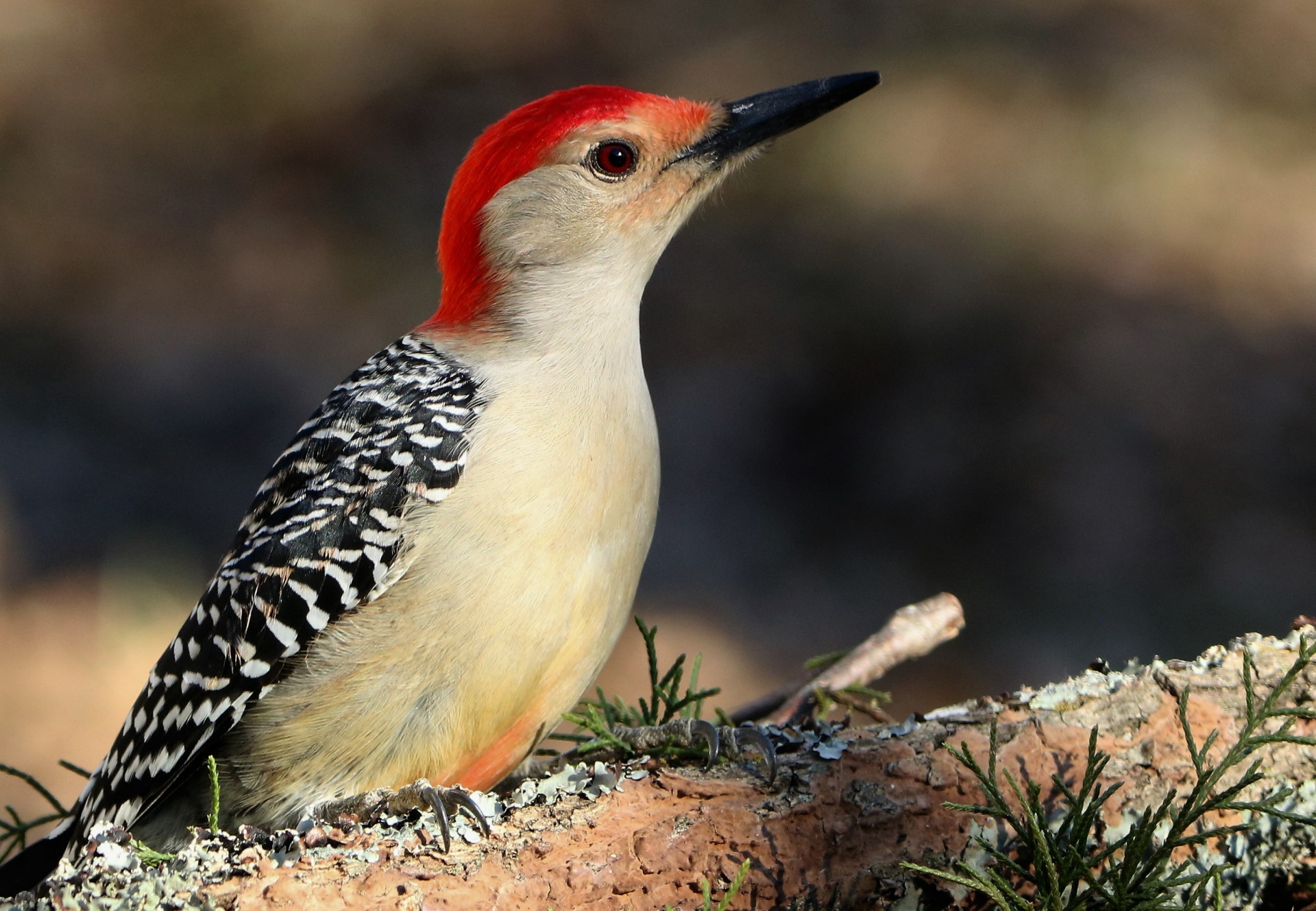 Red-bellied Woodpecker Close-up