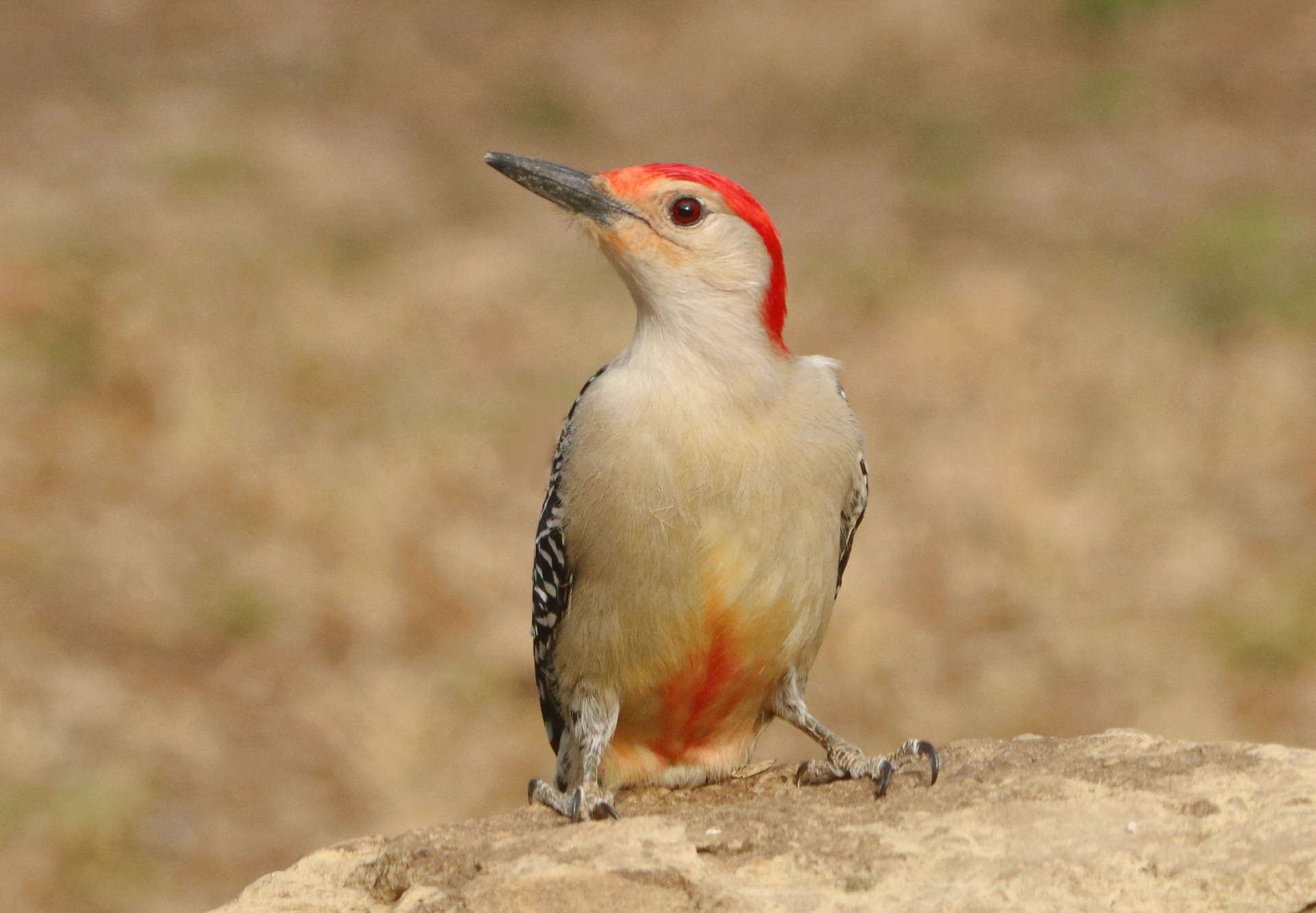 Close-up portrait of a red-bellied woodpecker, perched on a rock, showing his red belly feathers.