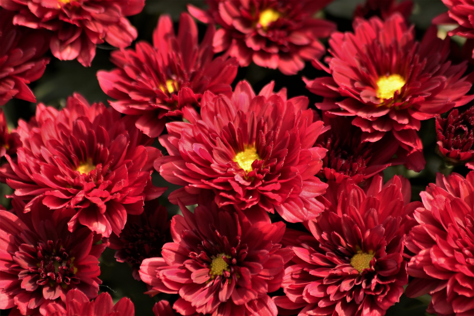 Full frame close-up of red chrysanthemum flowers with yellow centers.