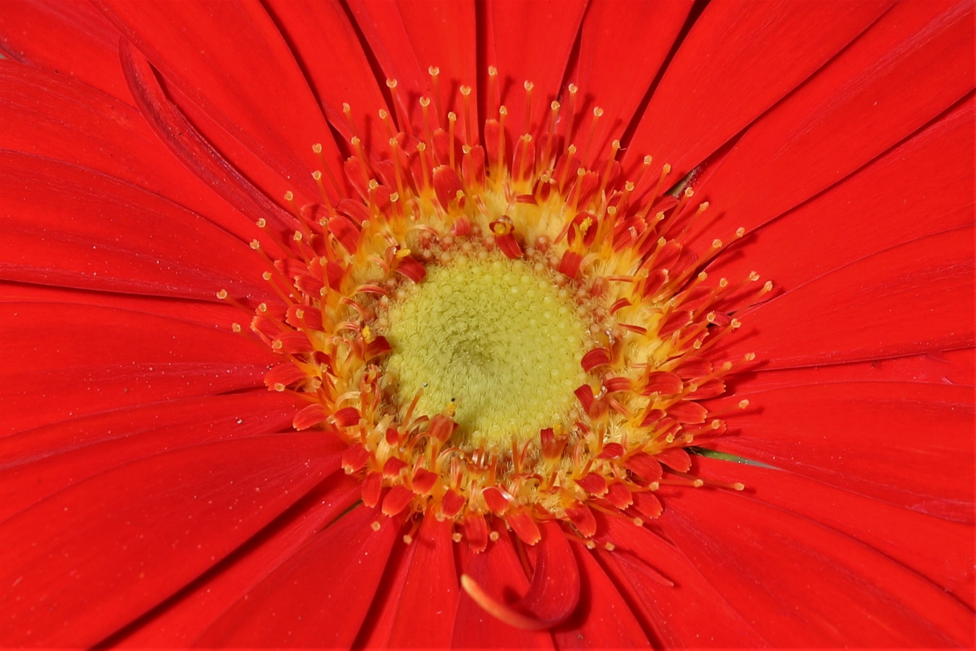 Red Gerbera Daisy Detail