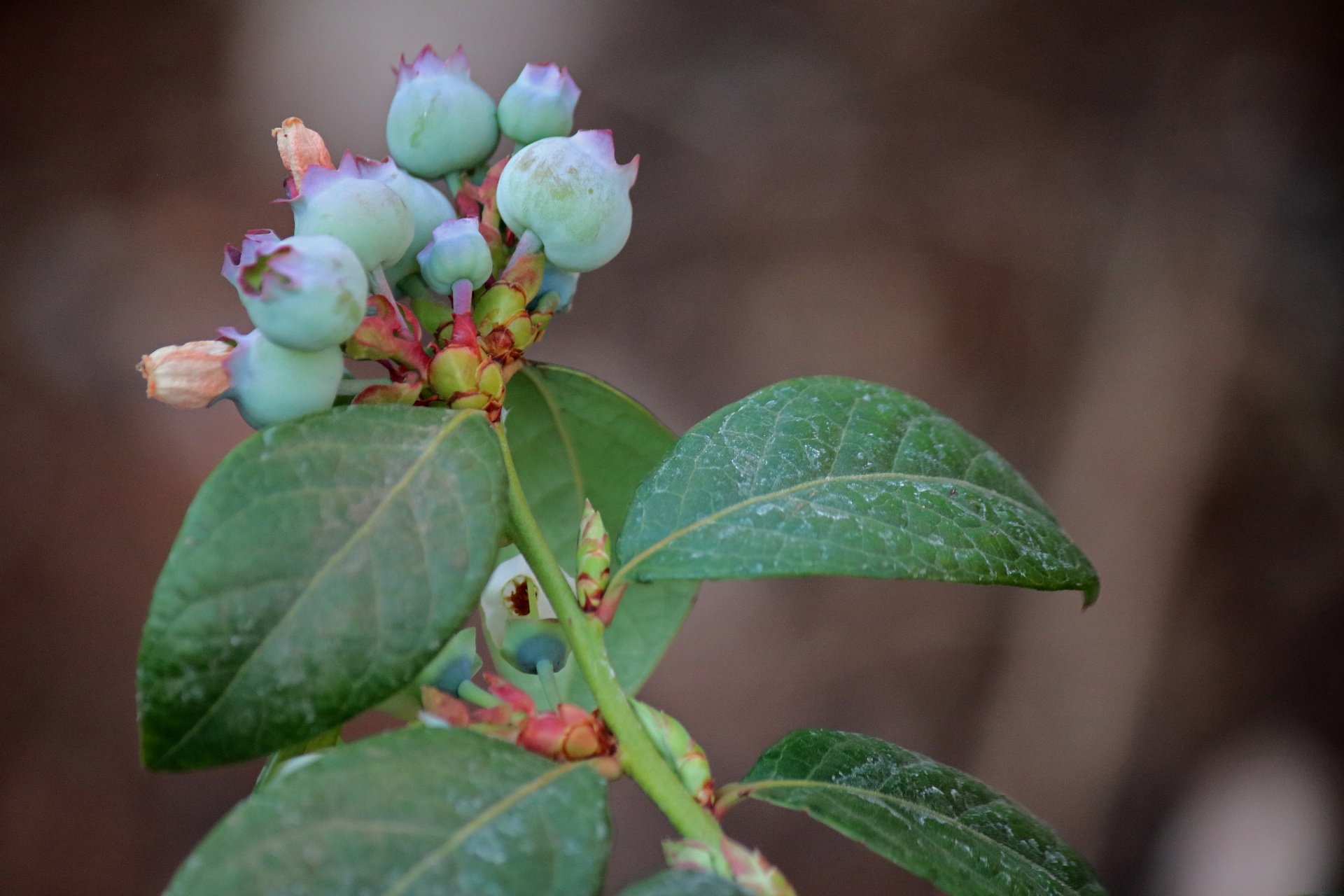 Ripening Blueberries On A Branch