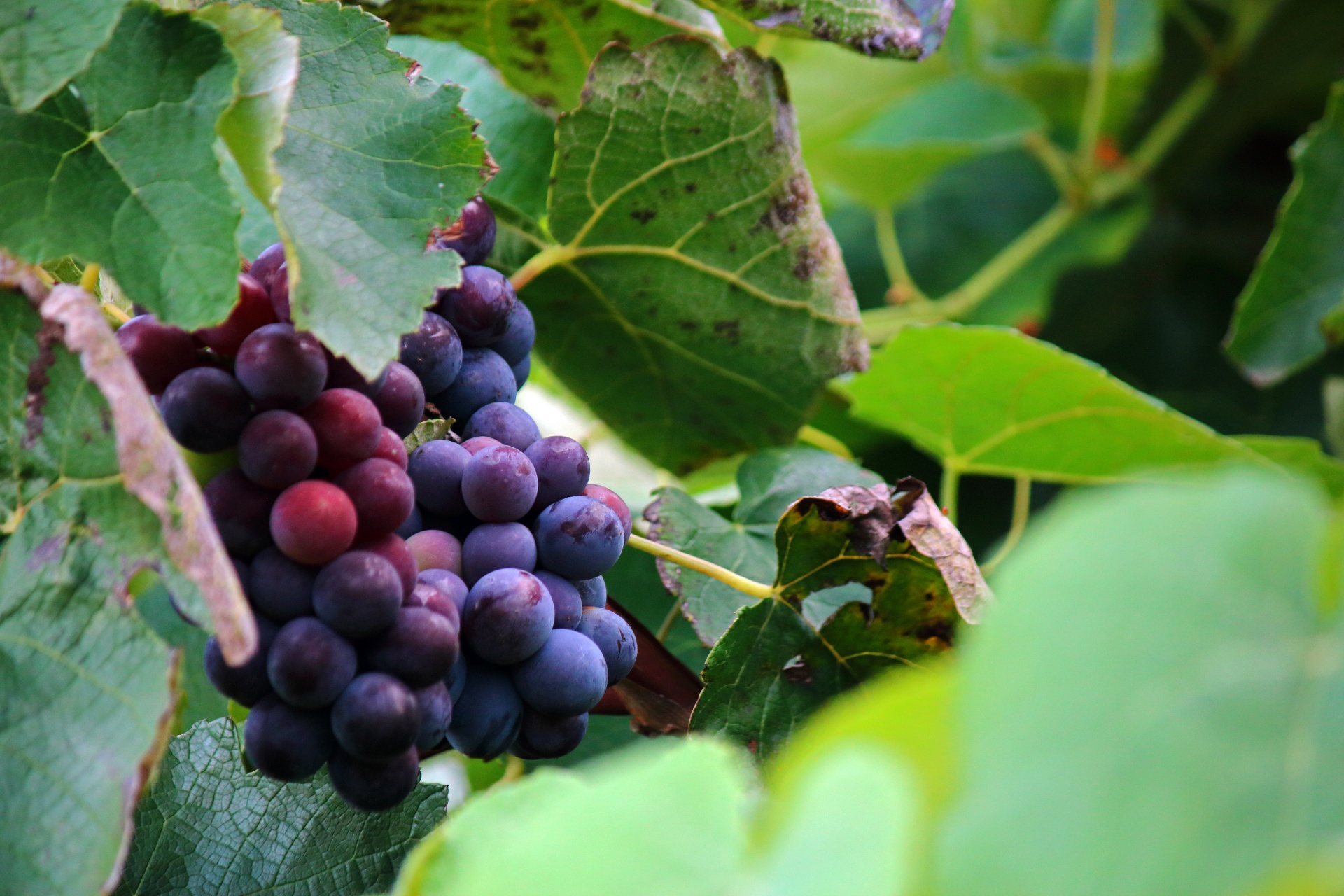Ripening Bunches Of Grapes On Vine