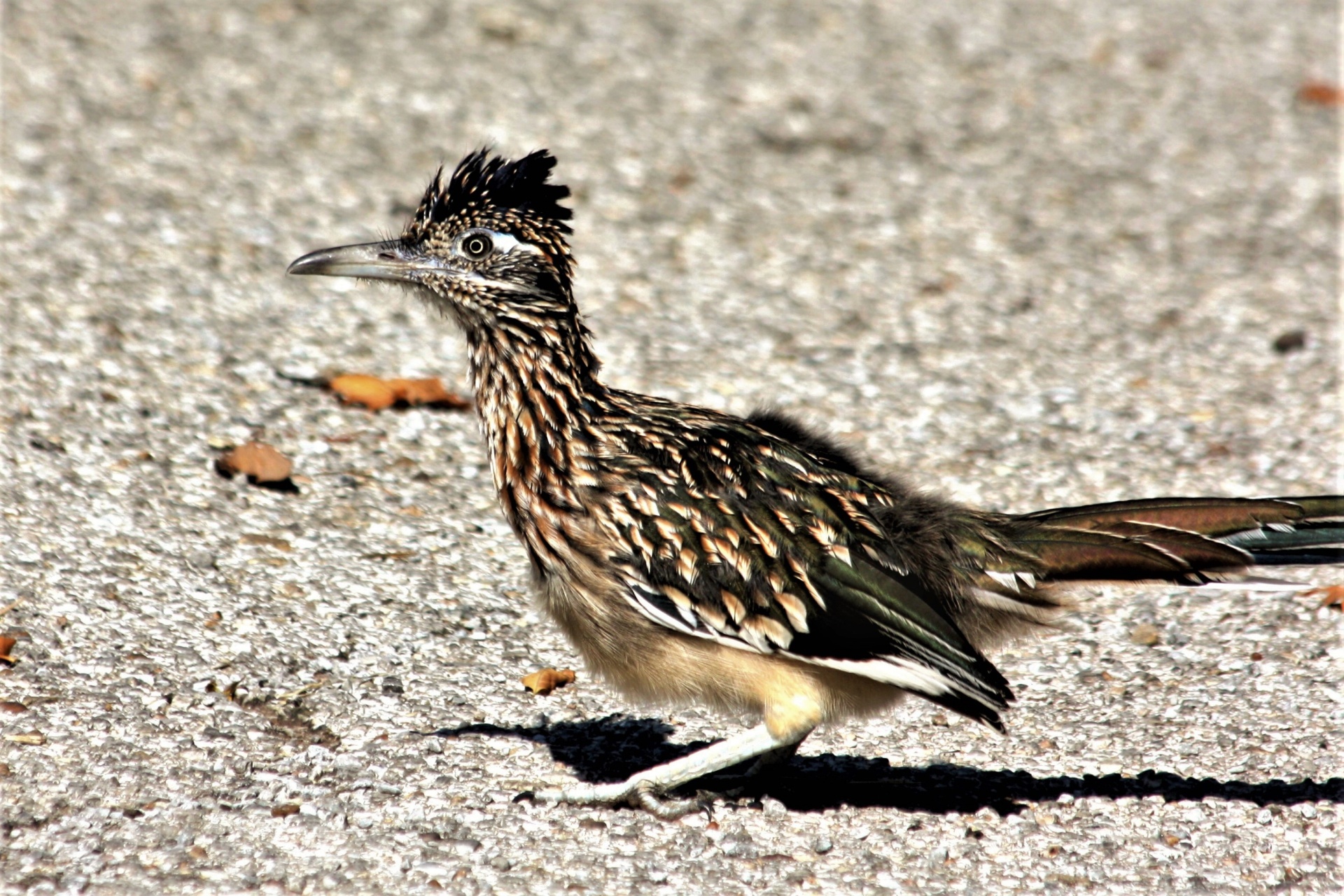 Close-up profile of a roadrunner bird standing on a gray gravel road.