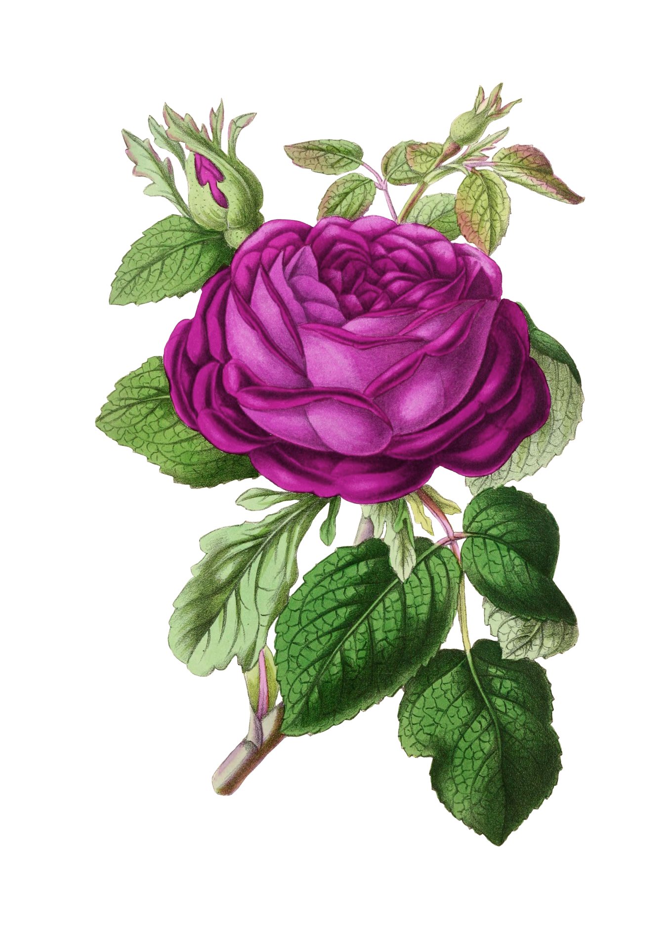 Rose Blossom Vintage Art