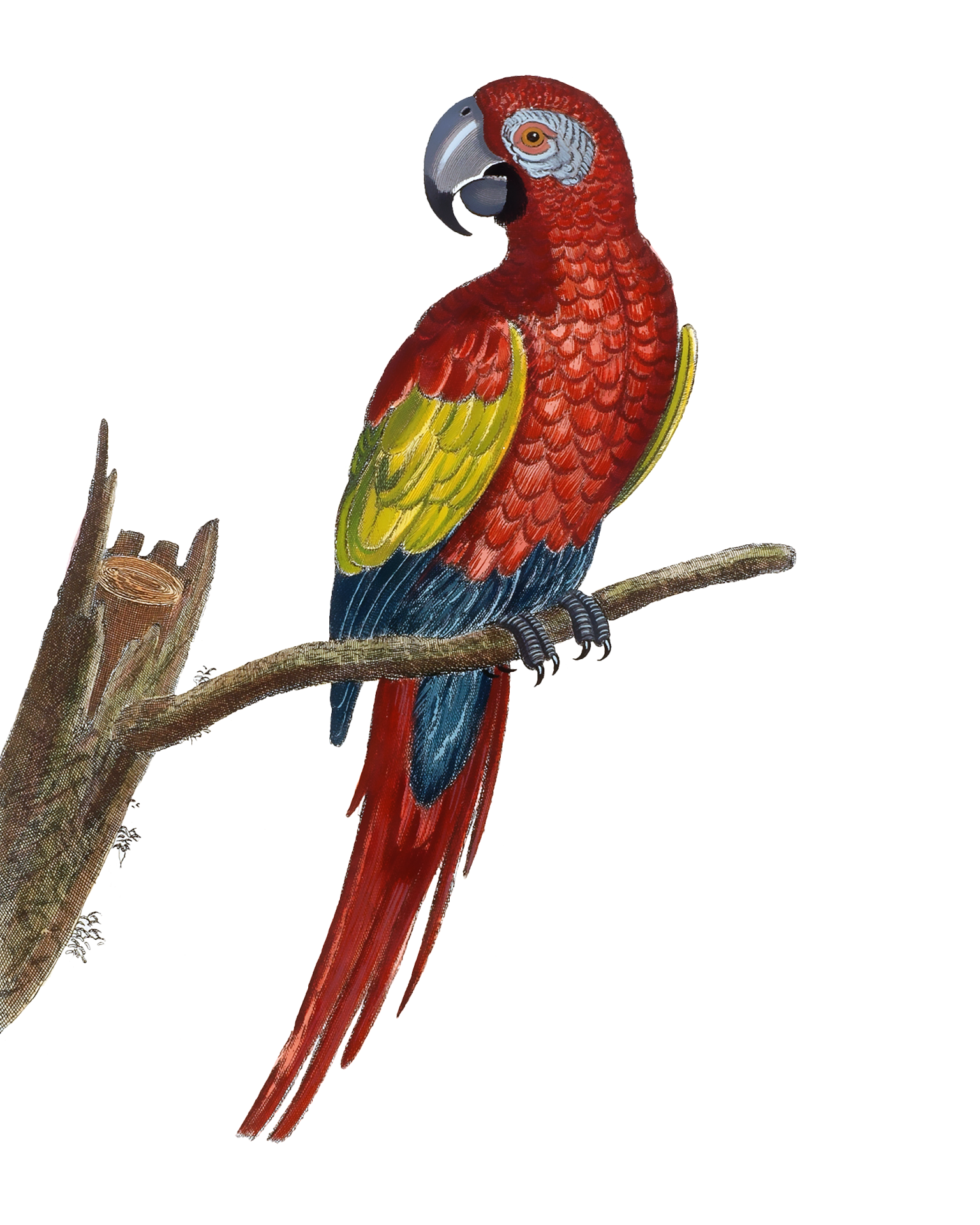 Scarlet Macaw Drawing