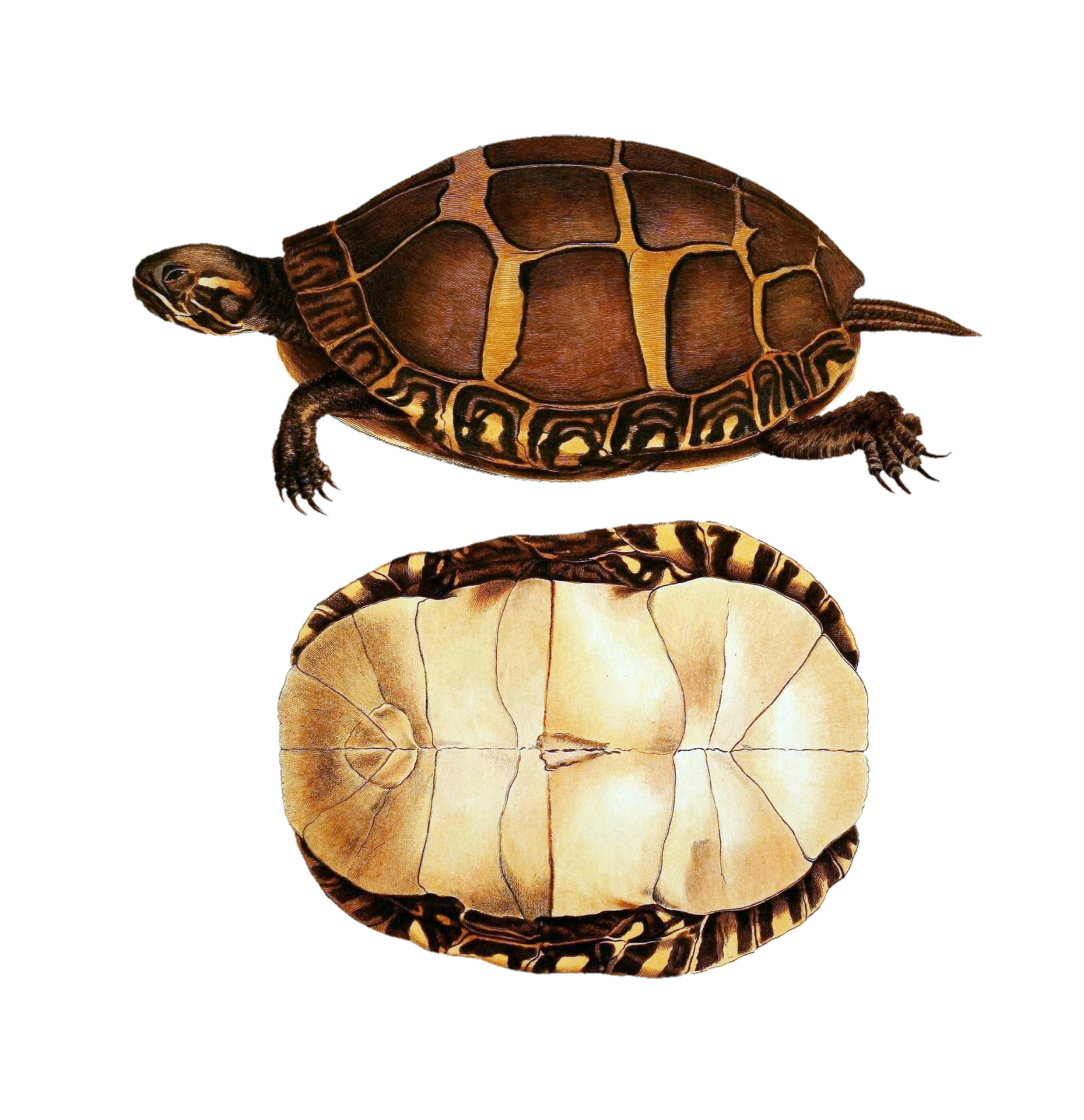 Turtles Art Vintage Clipart