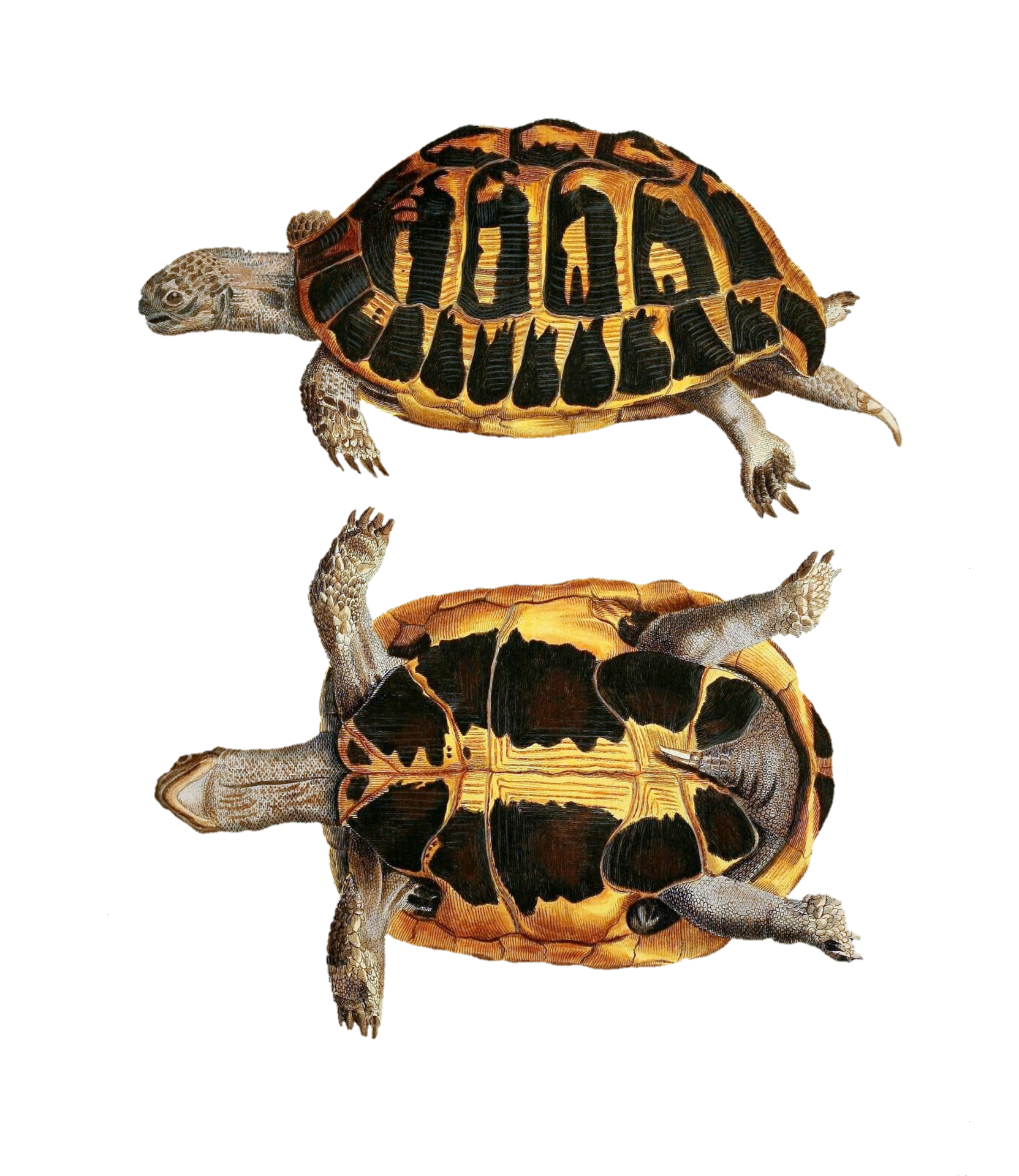 Turtles Art Vintage Clipart