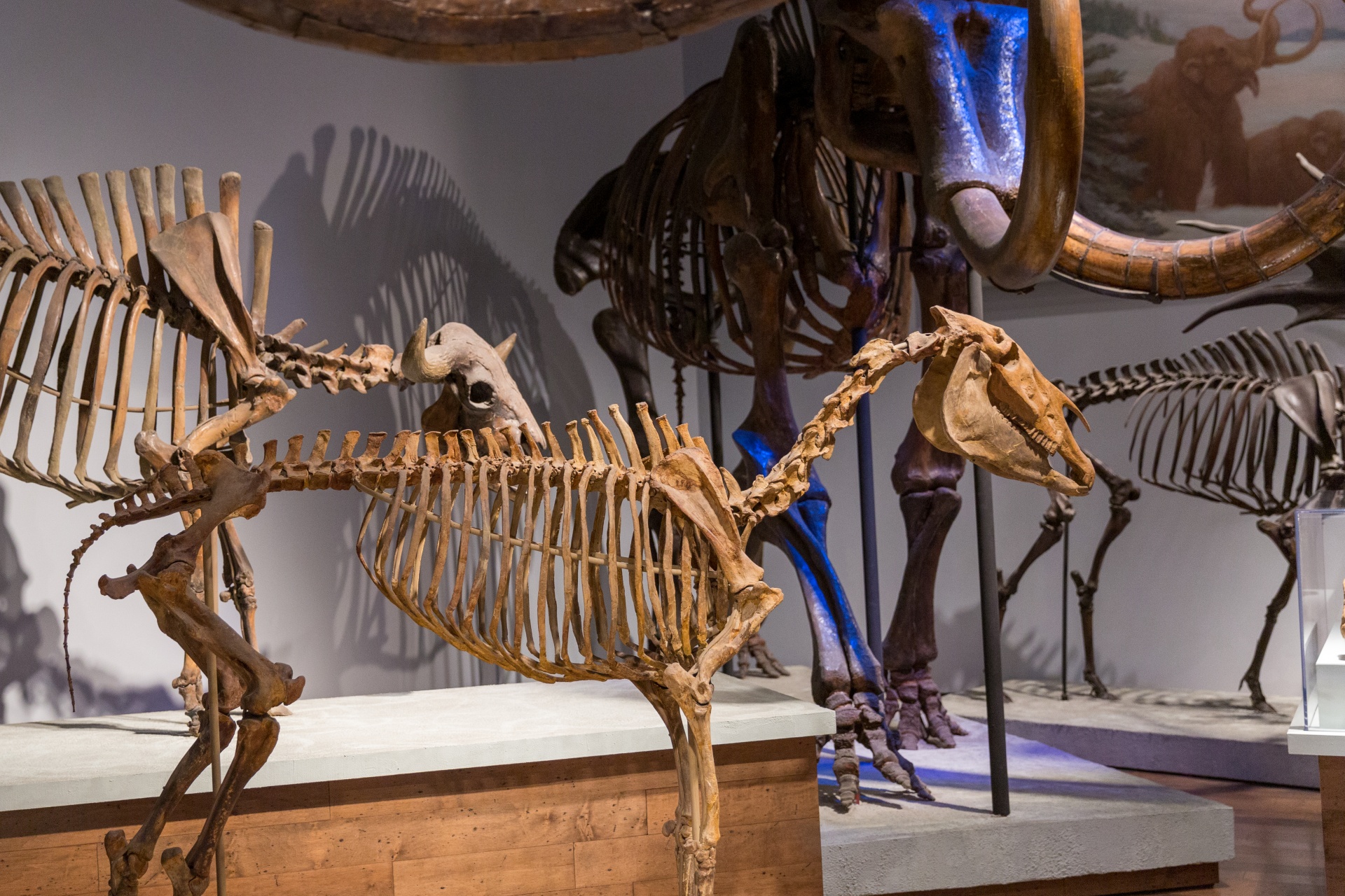 Skeletons In Museum
