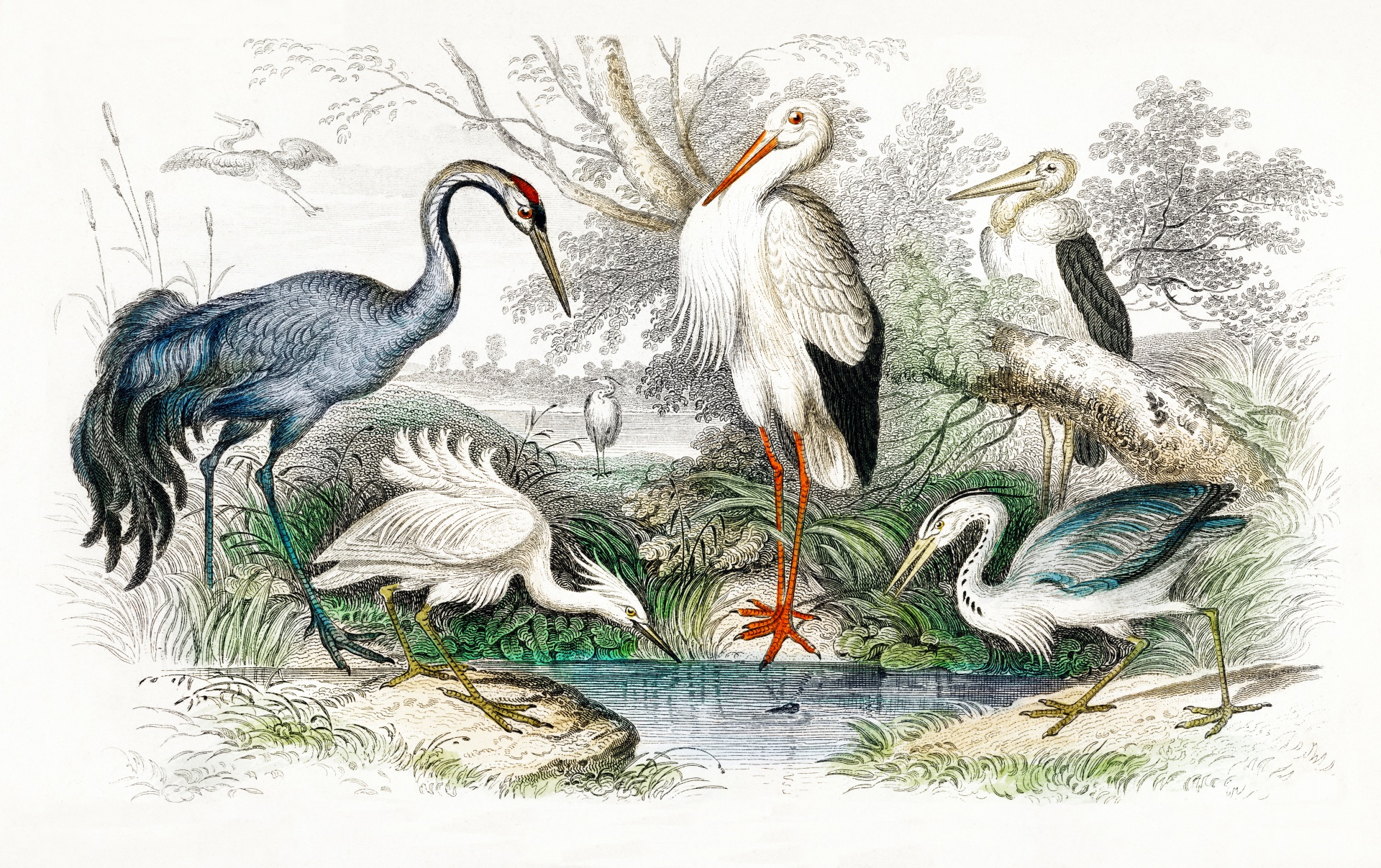 Stork Crane Vintage Art