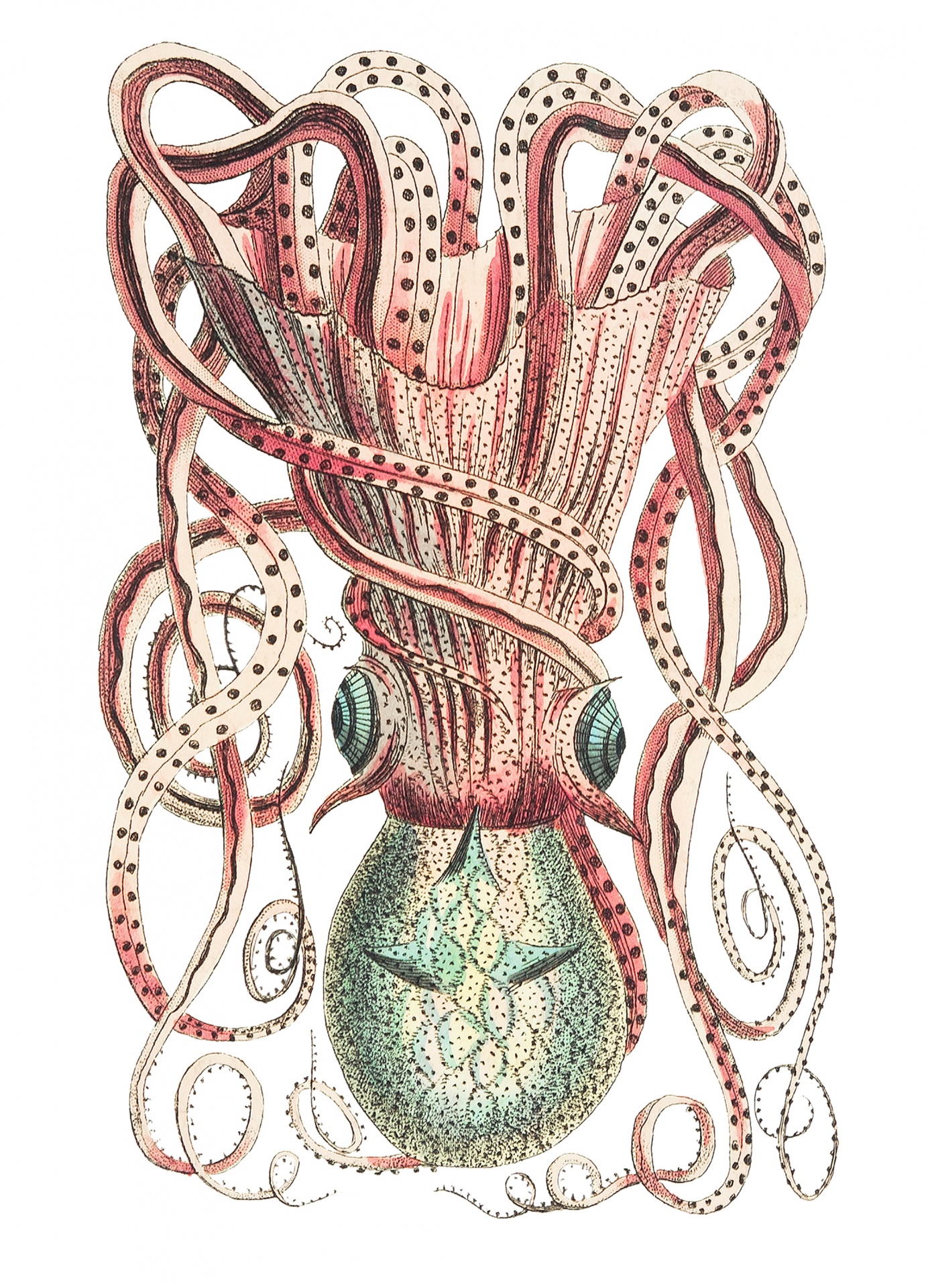 Squid Octopus Vintage Art