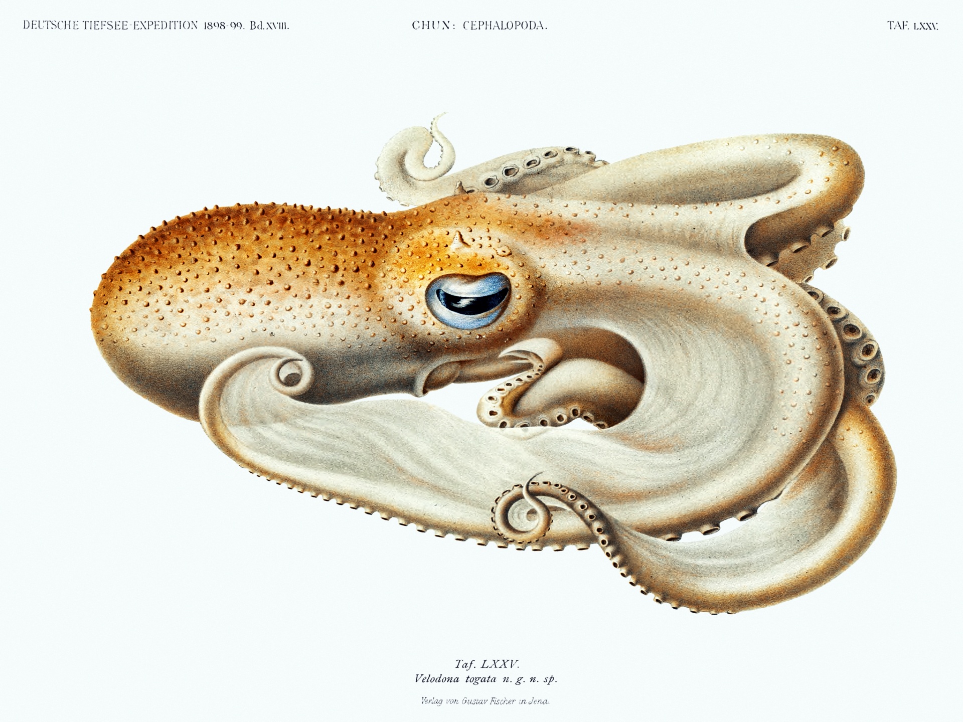 Squid Octopus Vintage Art