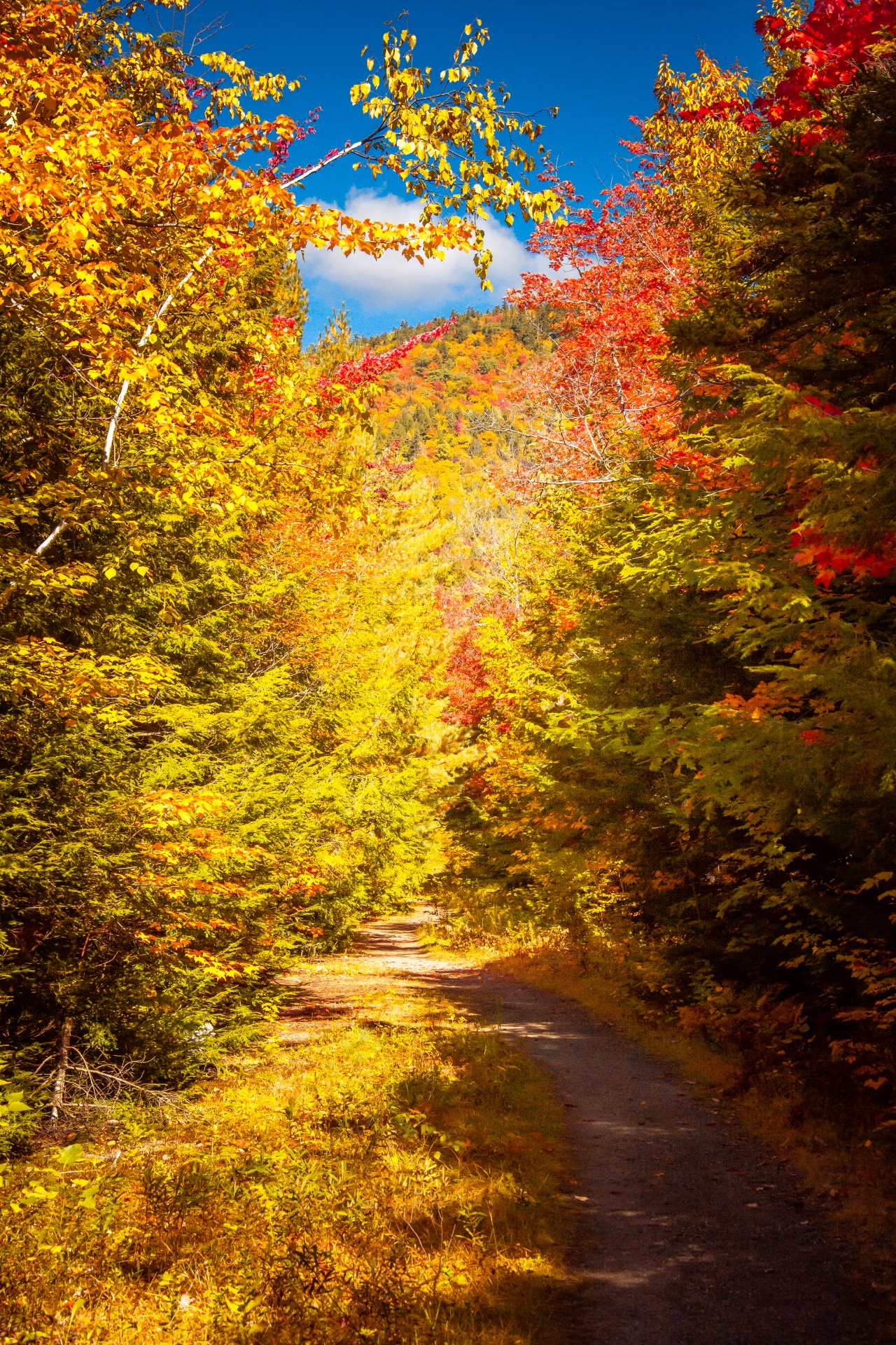 Trail Path In Fall