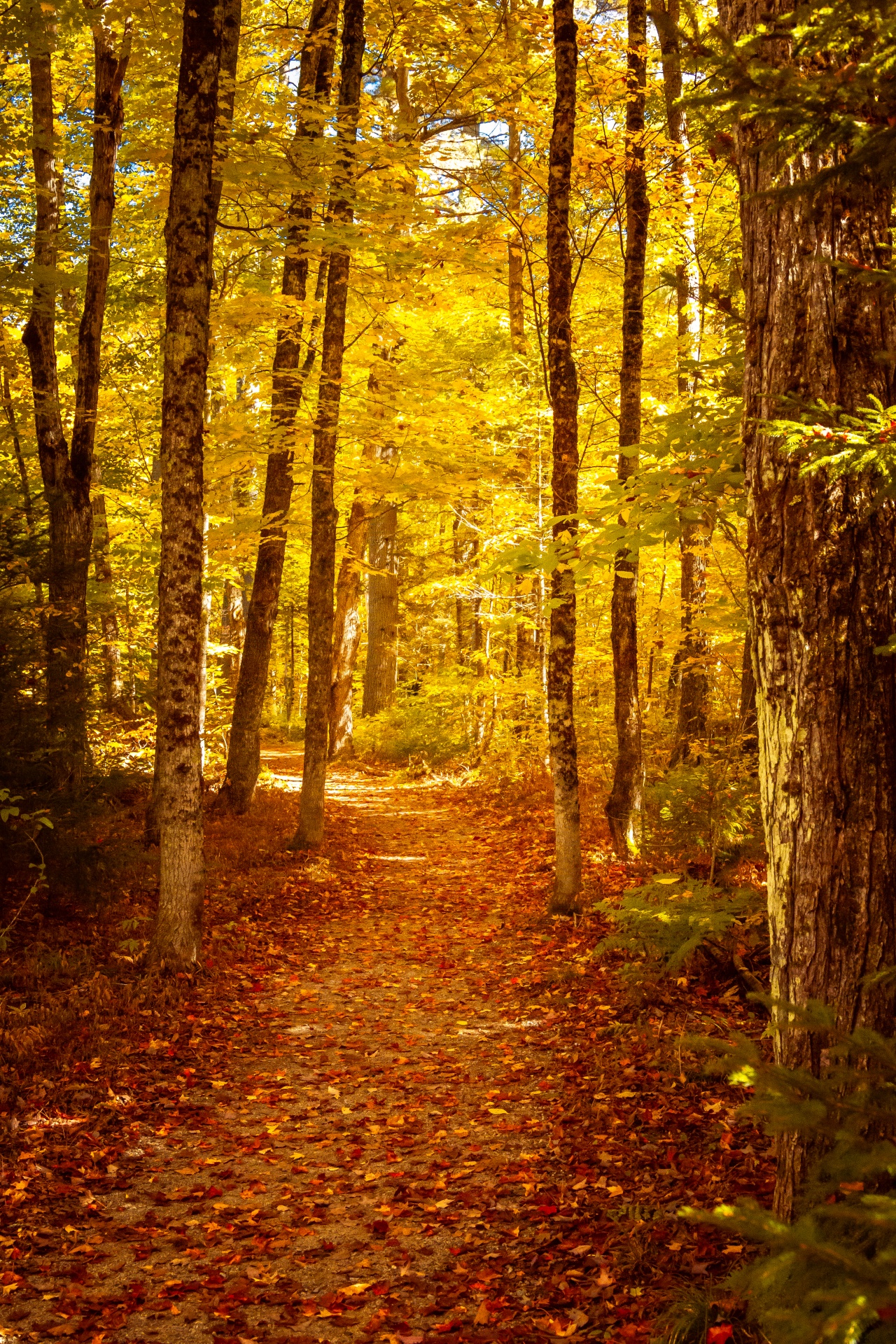 Trail Path In Fall