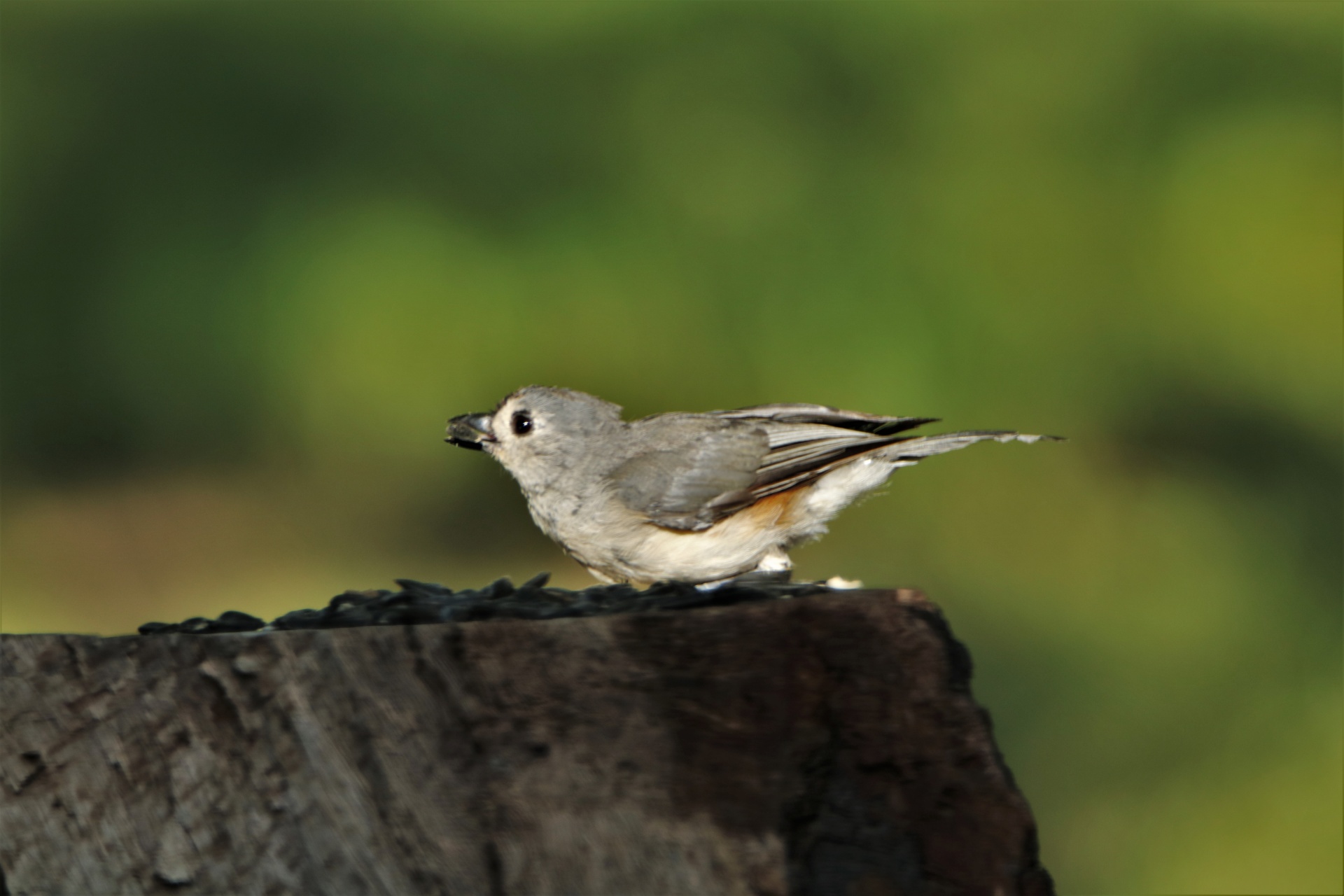 Tufted Titmouse Bird With Seed