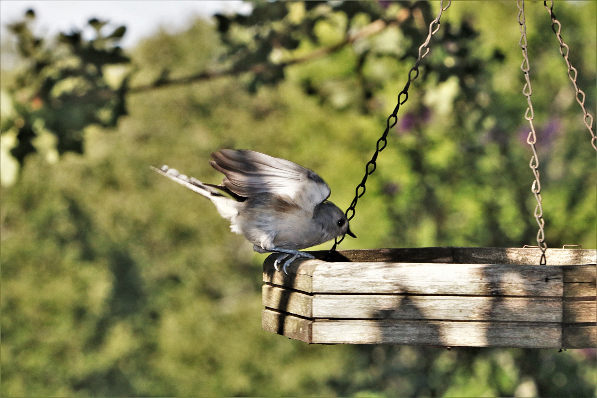 A tufted titmouse bird, with wings up, landing on a wood bird feeder.