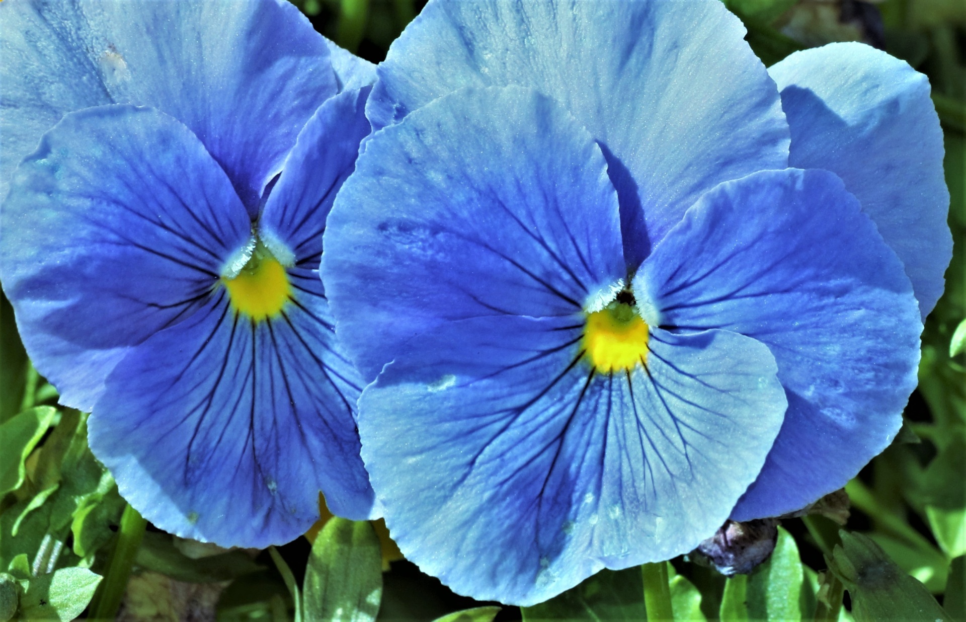 Close-up of two blue pansy flowers on a green background.