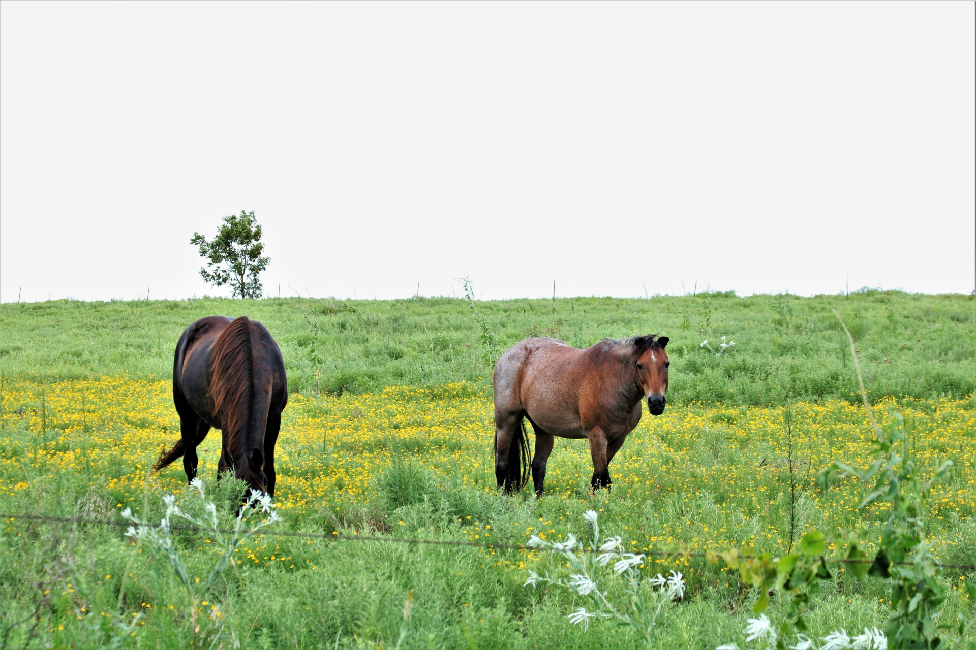 Two Horses In Field Of Wildflowers