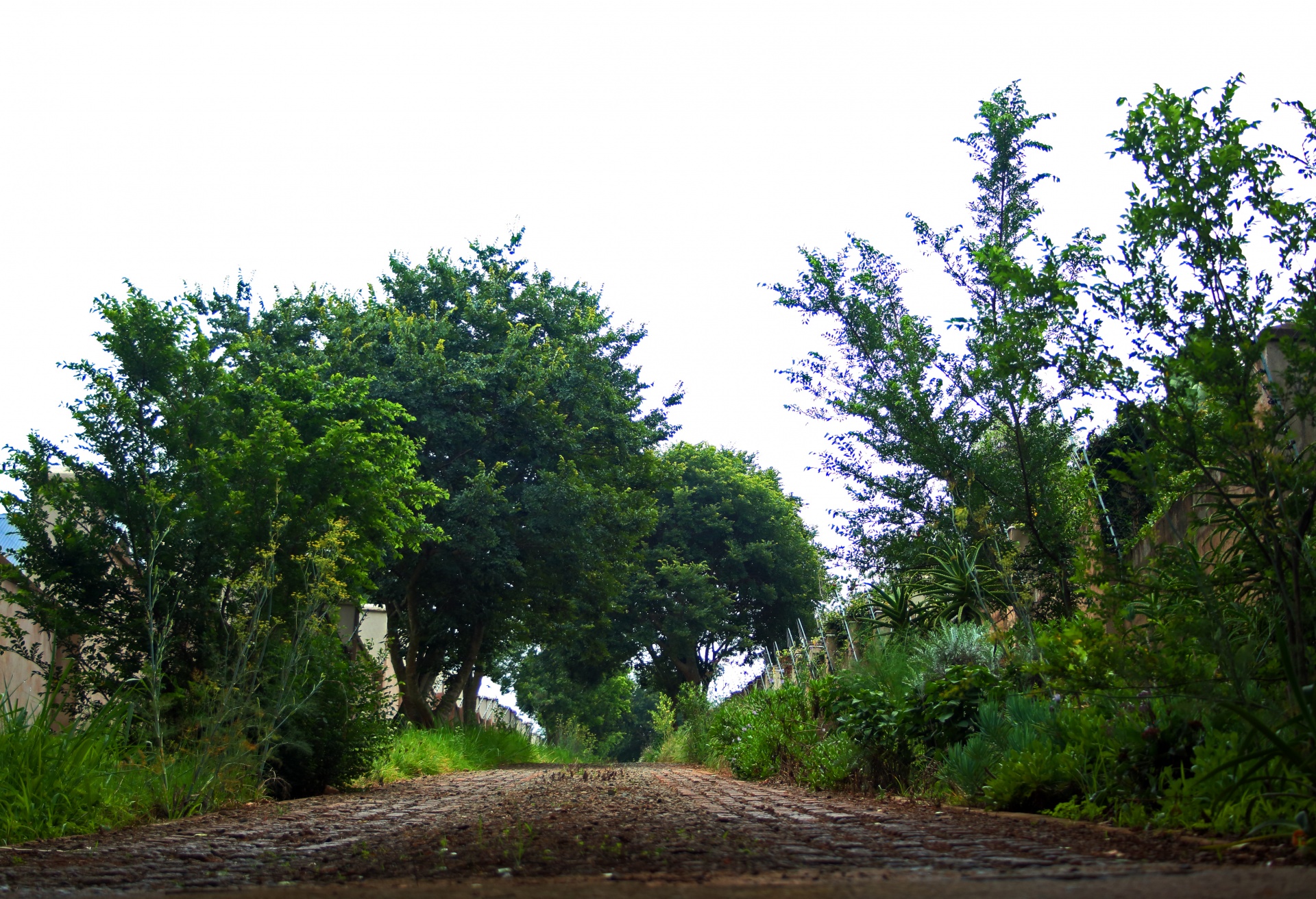 Upward View Of A Road And Trees