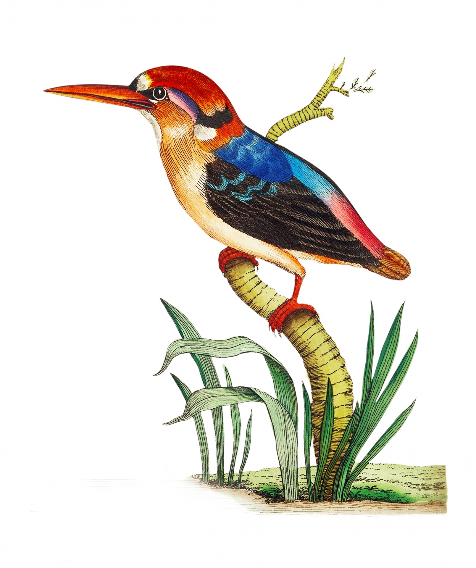 Birds Kingfisher Vintage Art