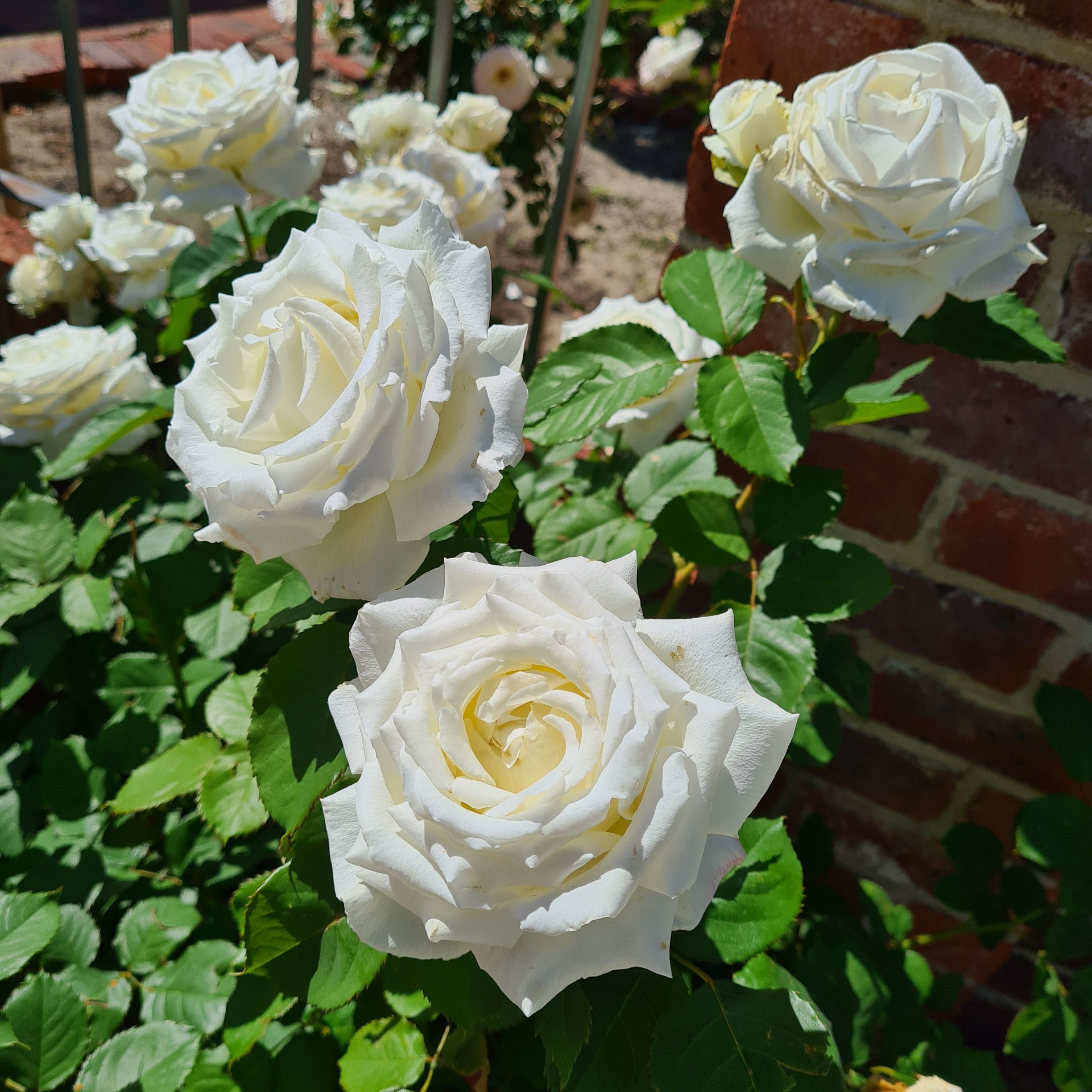 White Bengal Rose Cluster