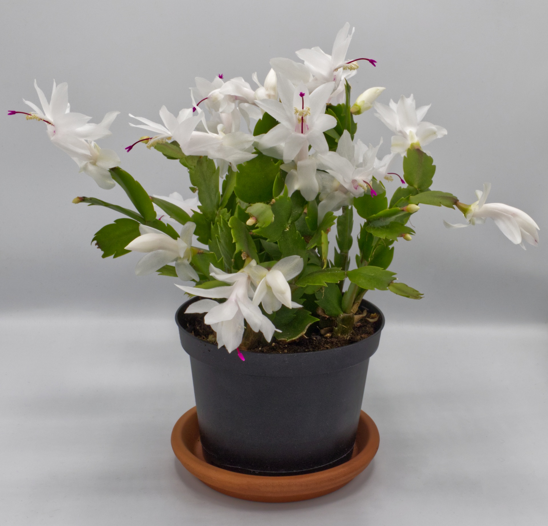White and pink Holiday cactus