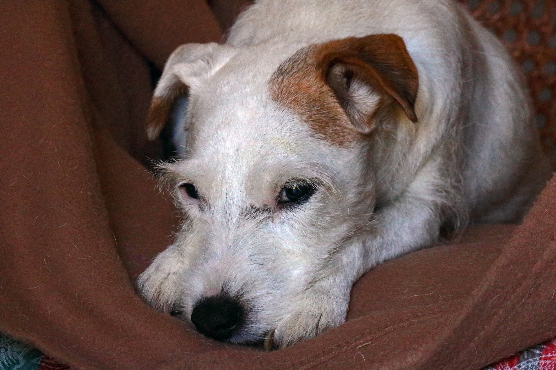 White Jack Russel Lying On A Chair