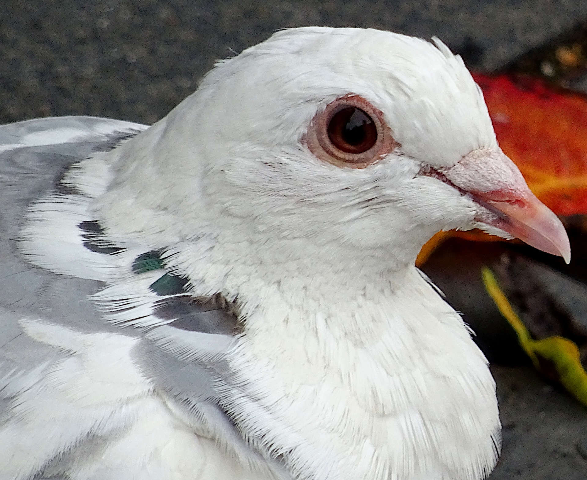 White Pigeon Up Close