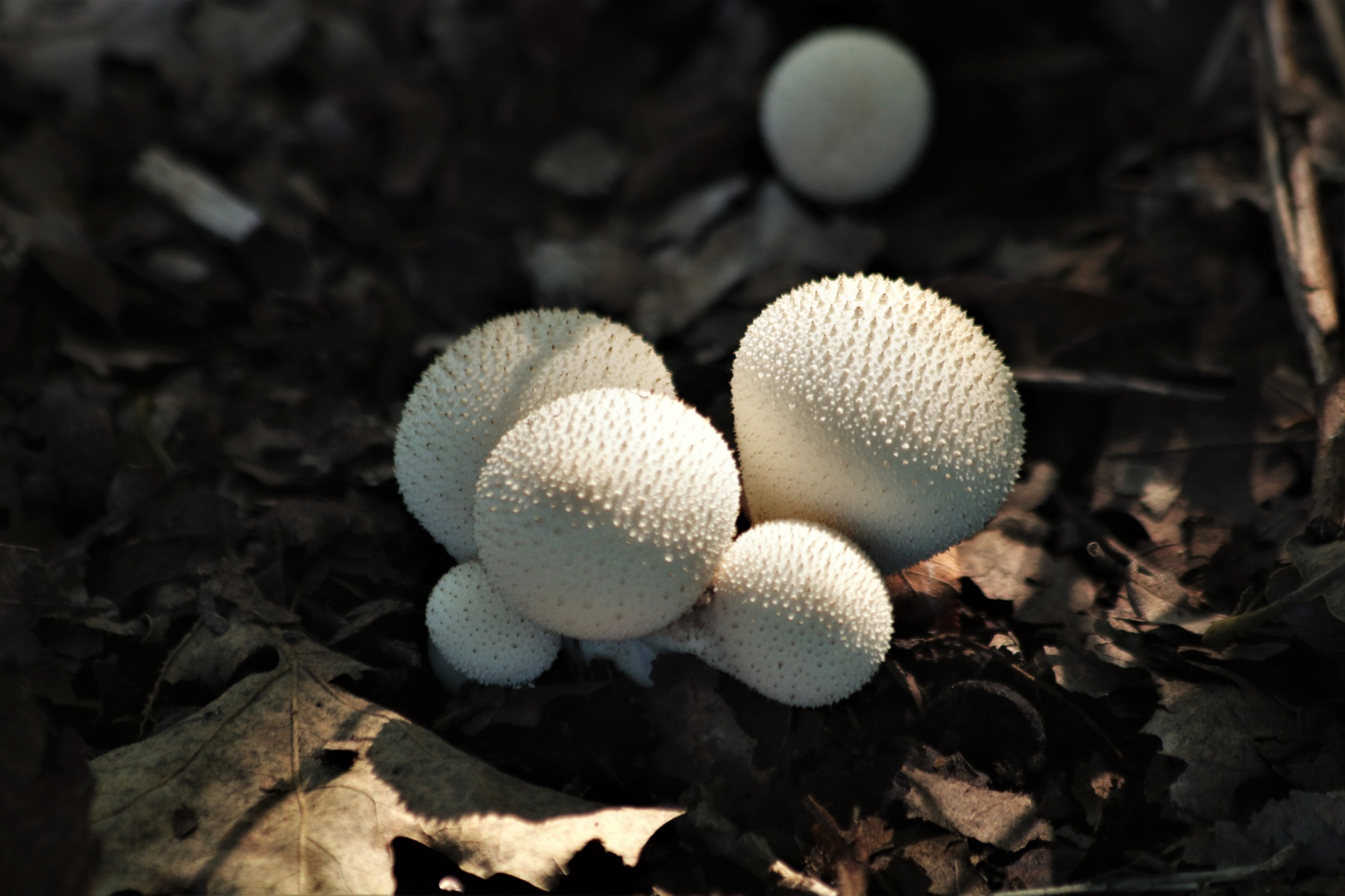 Close-up of a group of white puffball mushrooms in leaves with light and shadows.