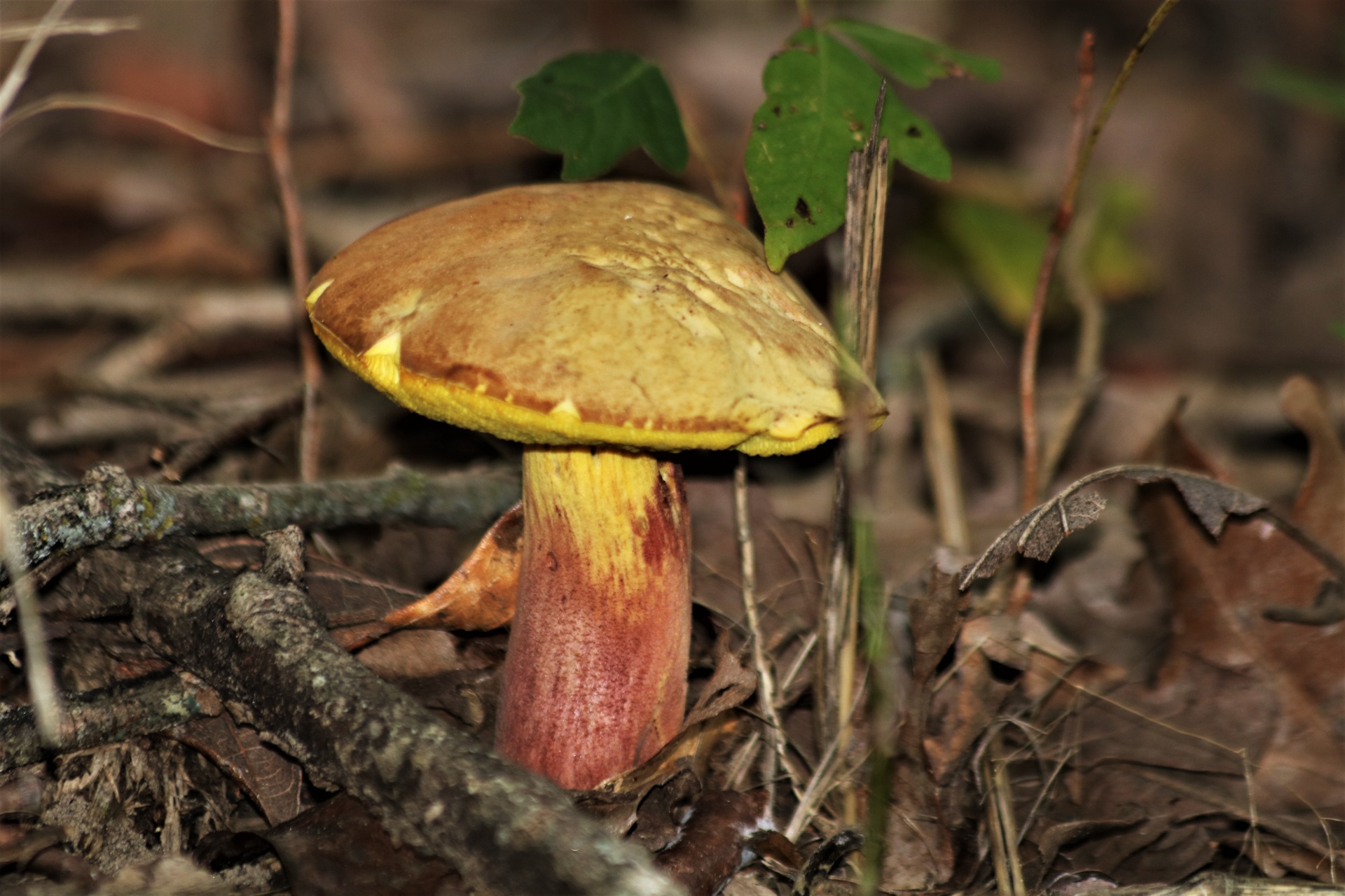 Yellow Bolete Mushroom Close-up